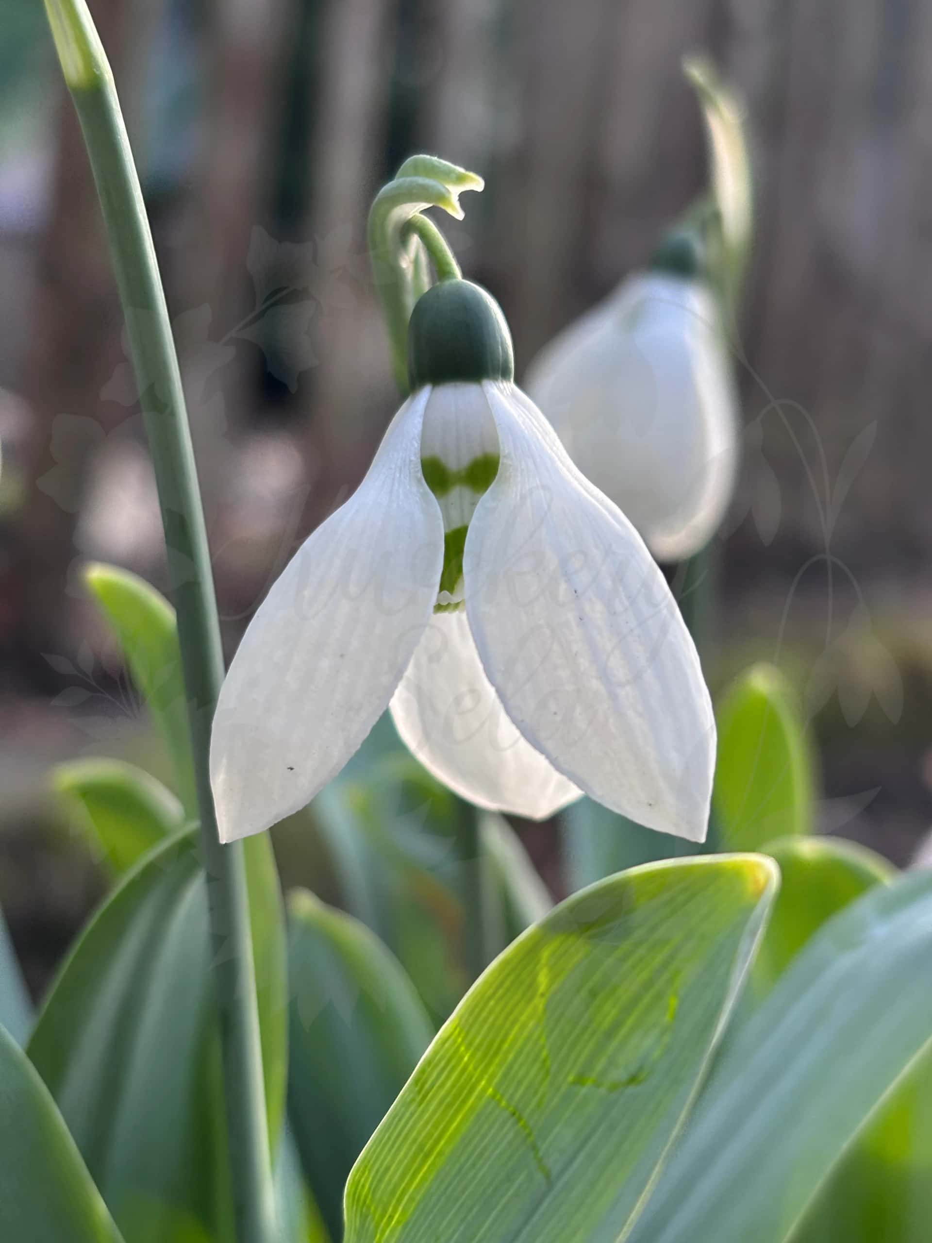 Galanthus "Inez" 1