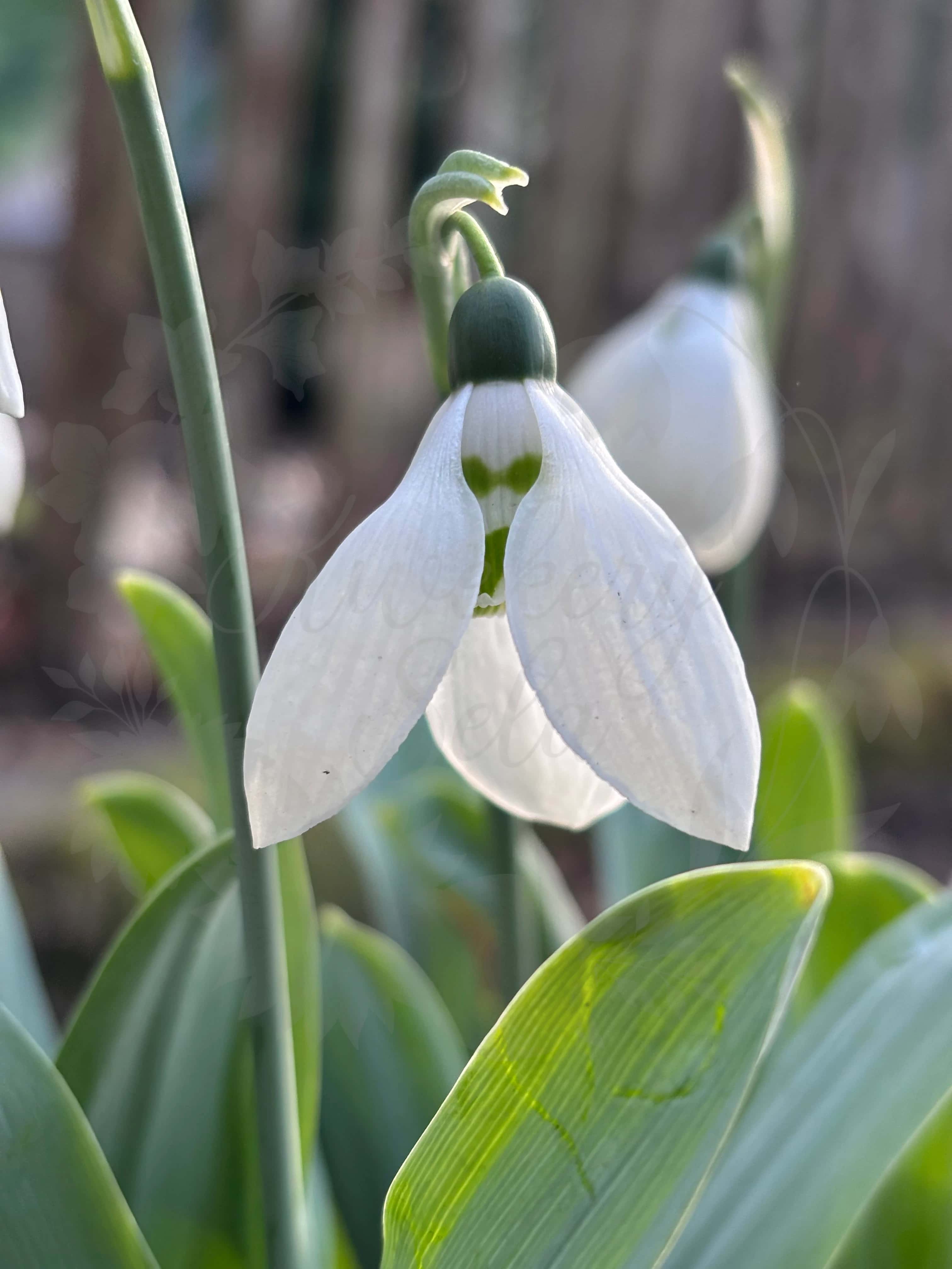 Galanthus "Inez" 4