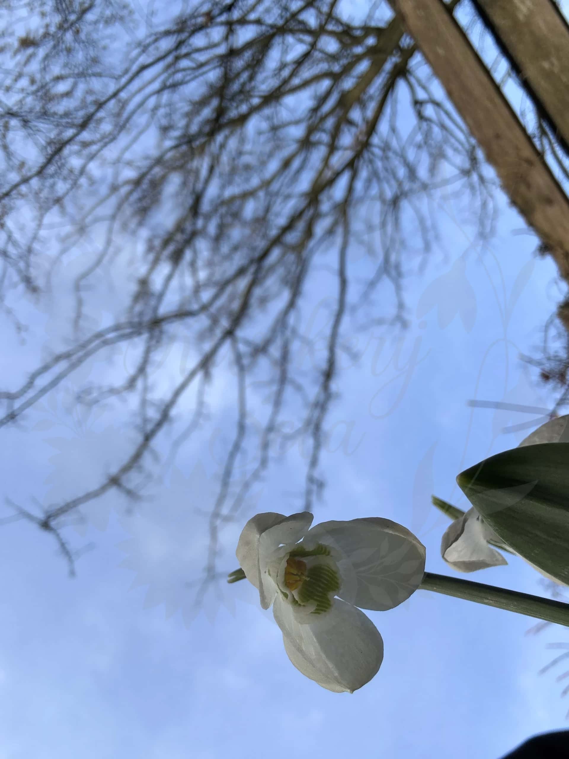 Galanthus "Inez" 5