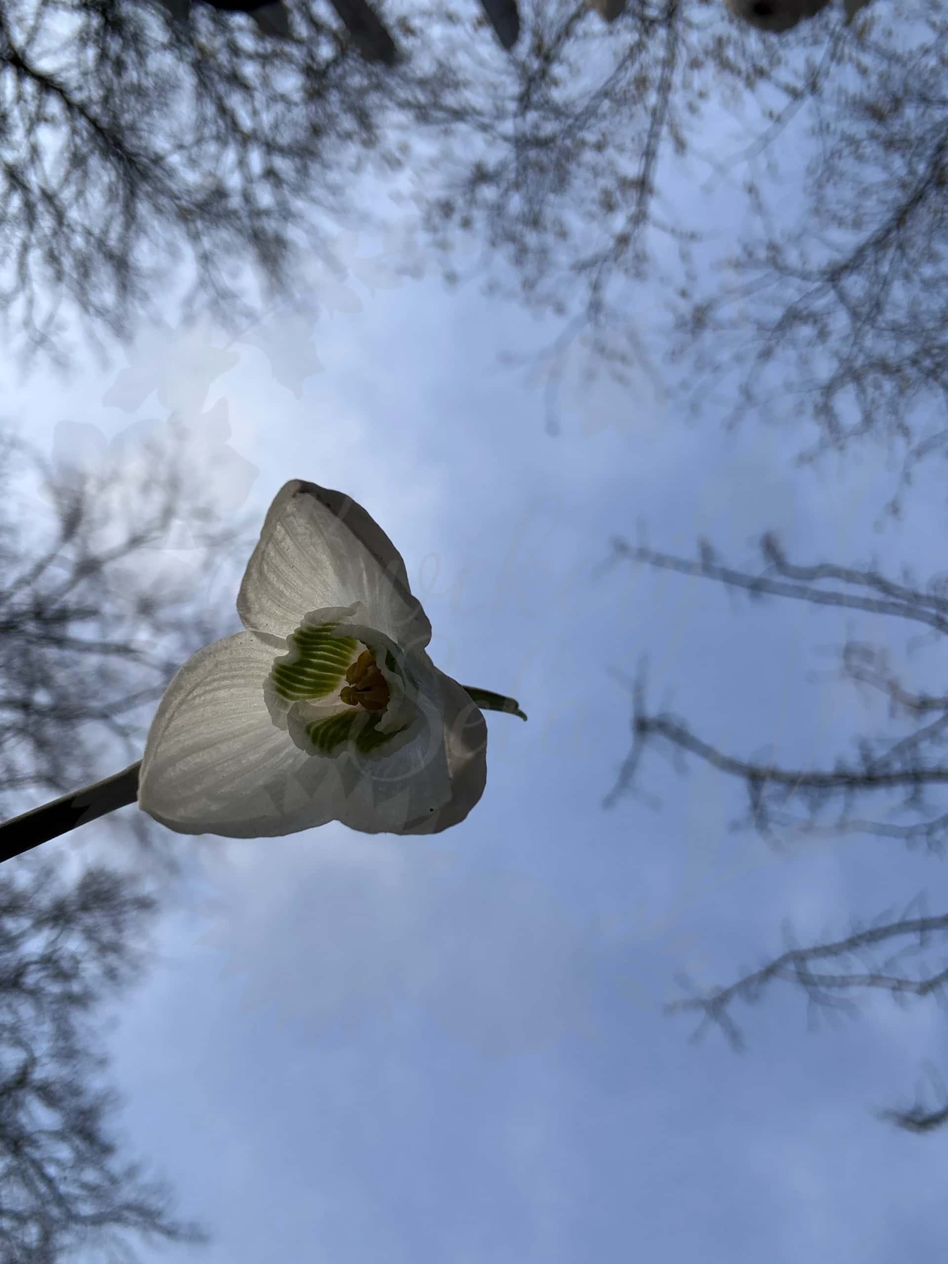 Galanthus "Inez" 6