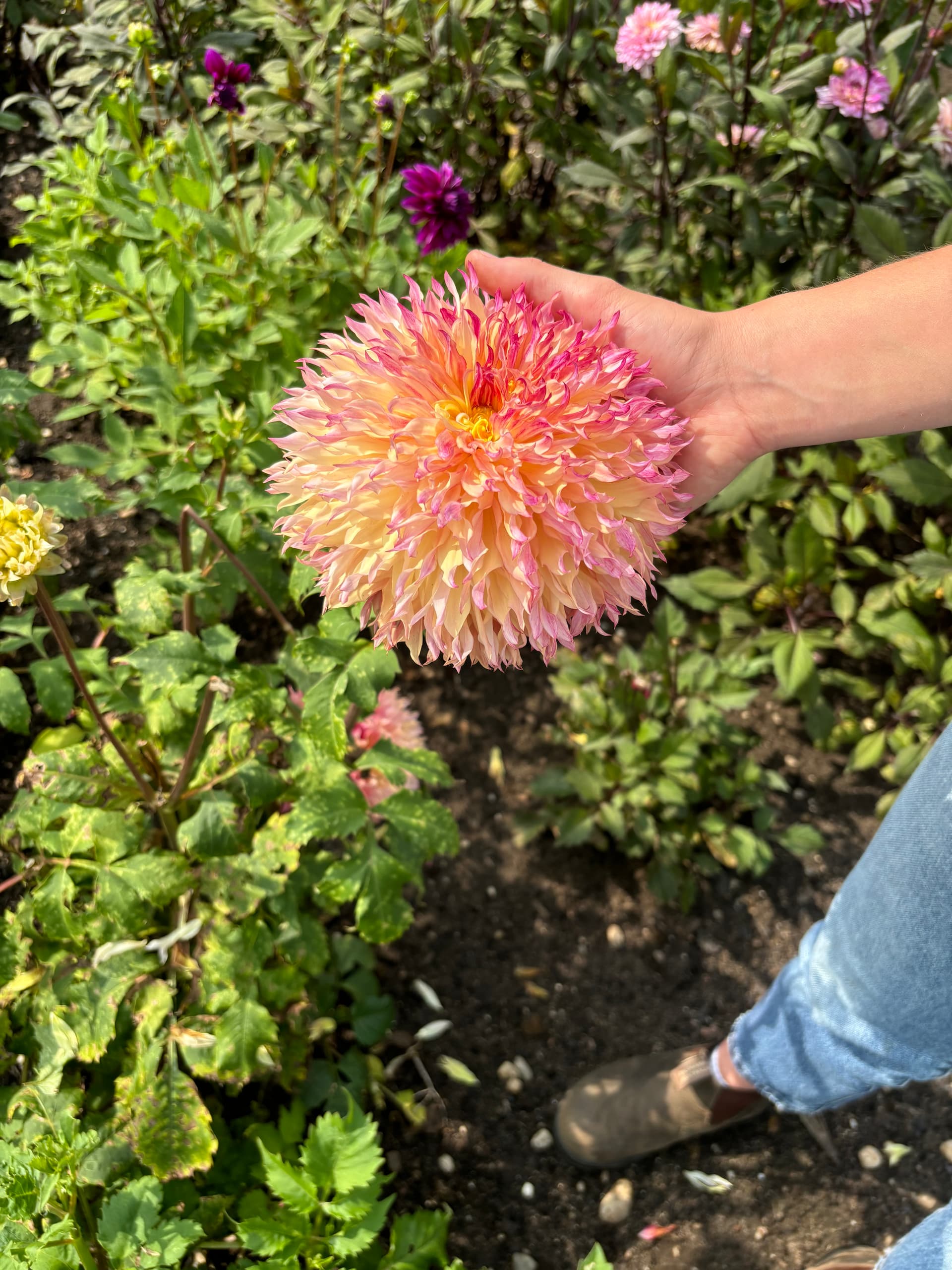 Opgepotte dahlia’s als zomeractiviteit