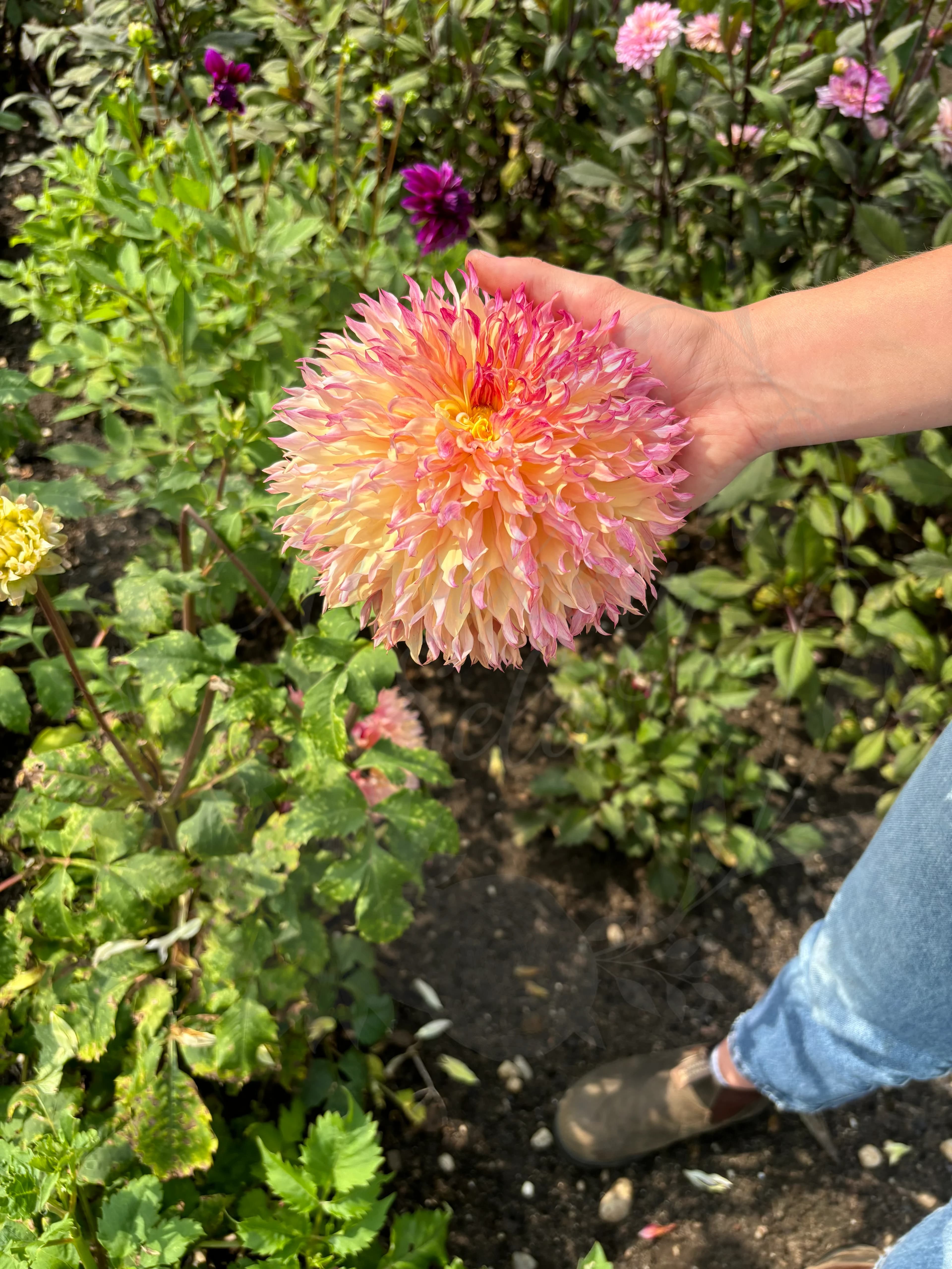 Dahlia's in pot kopen | Opgepotte dahlia's bij Kwekerij Sela