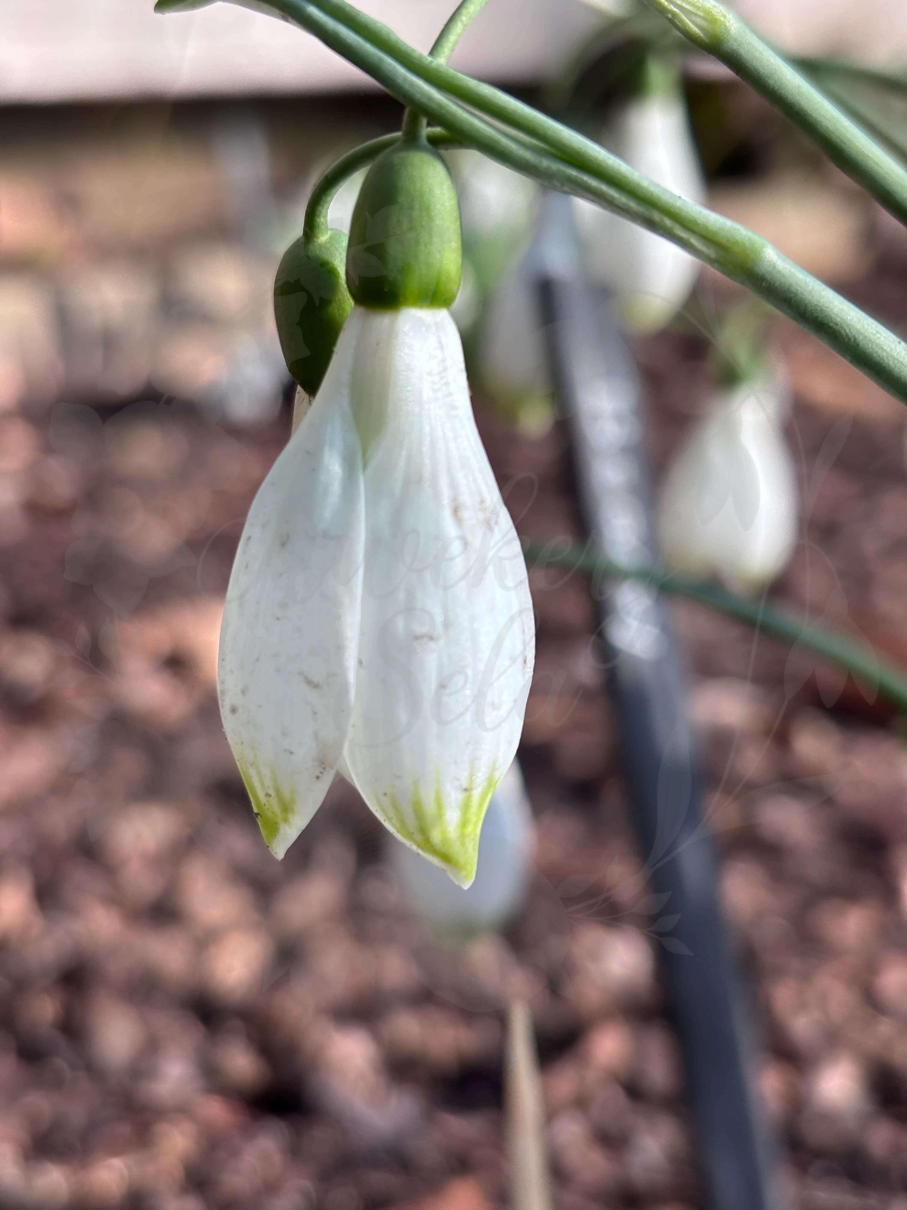 Galanthus "Beany"