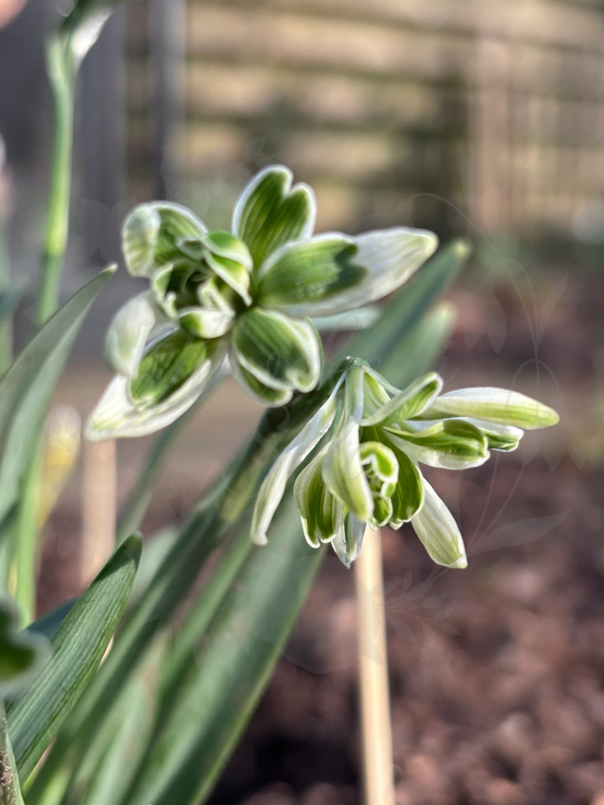 Galanthus "Blewbury Tart"