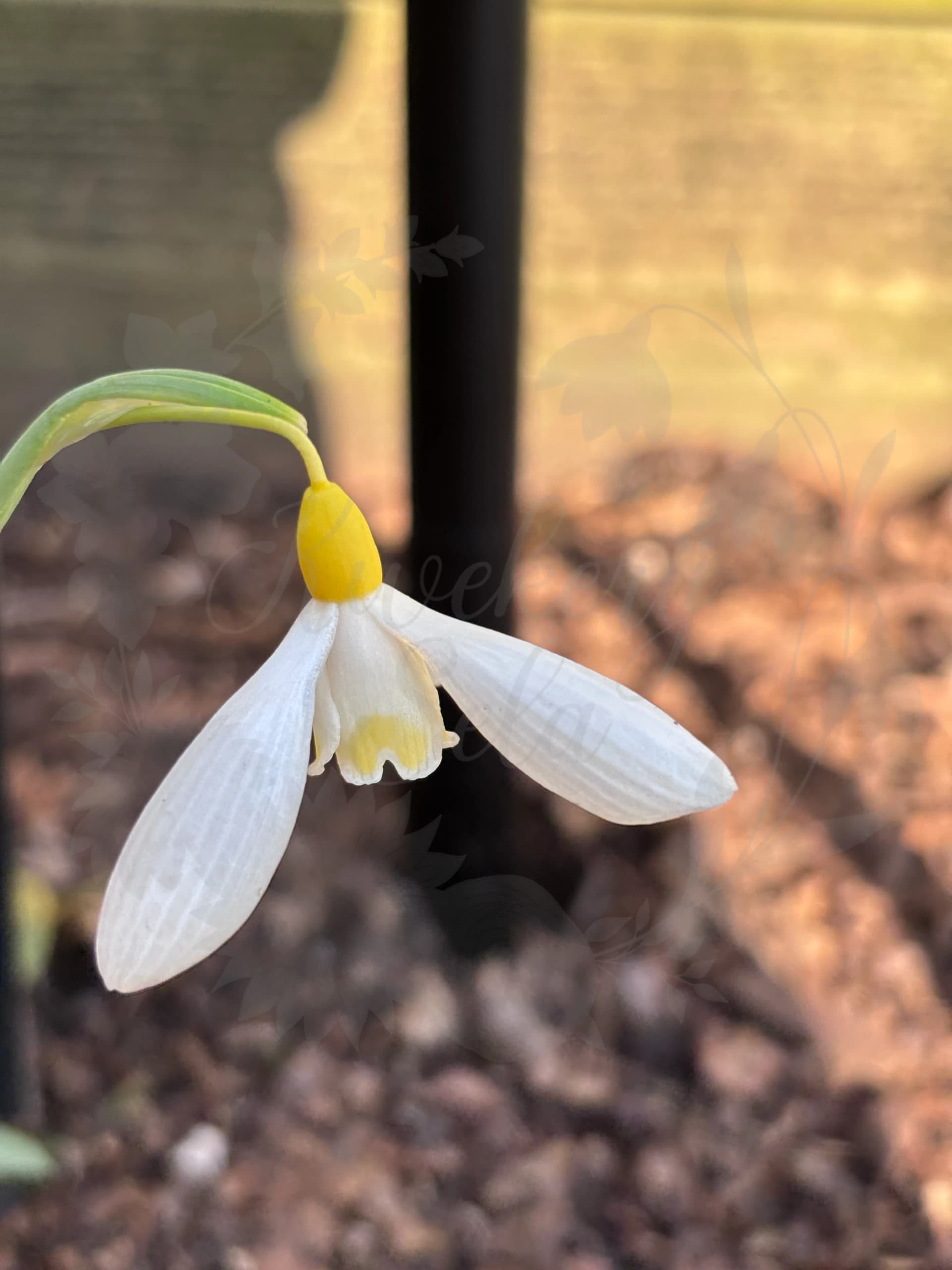 Galanthus "Brigadier Goldsturm"