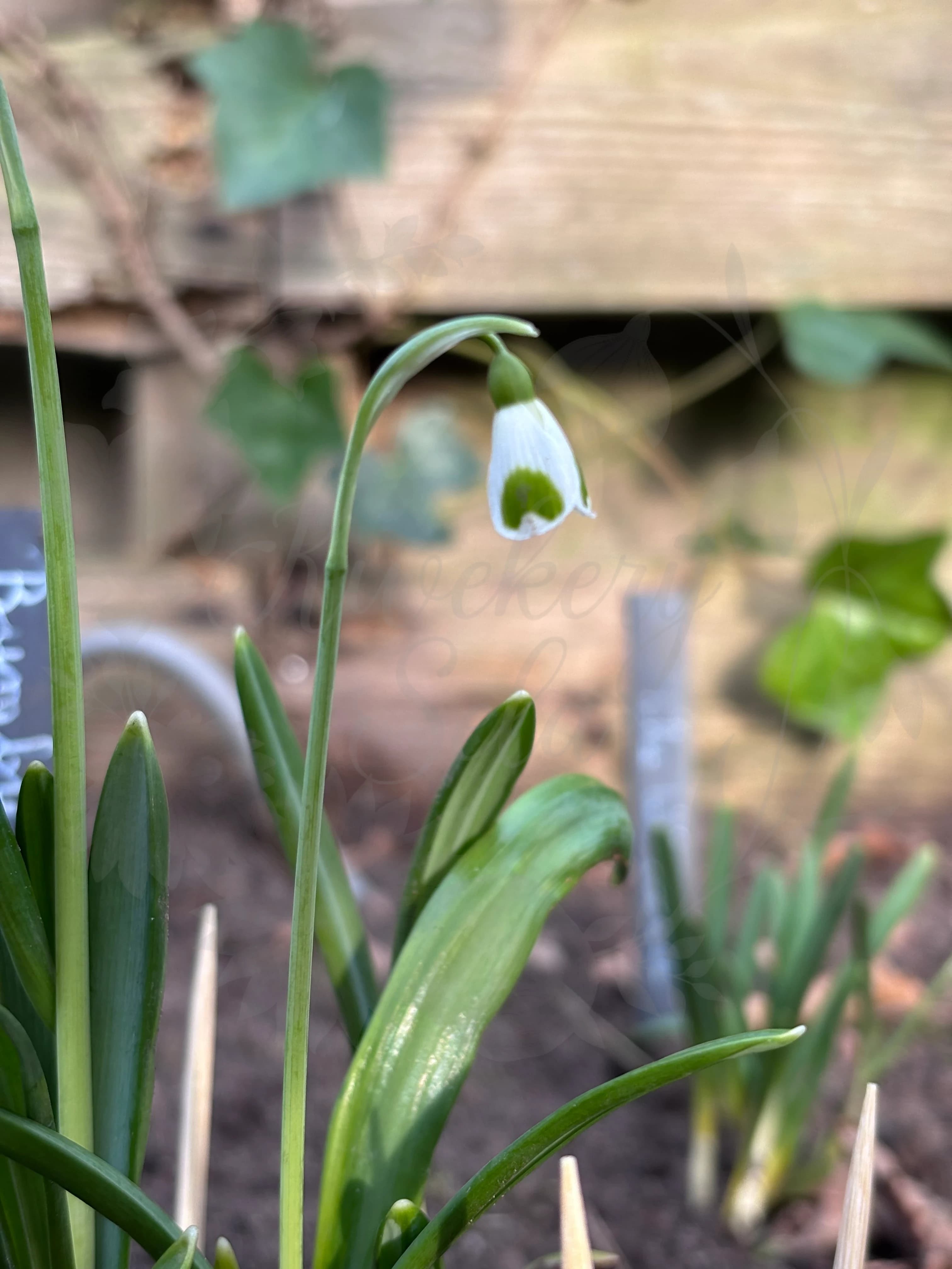 Galanthus "Bumblebee"