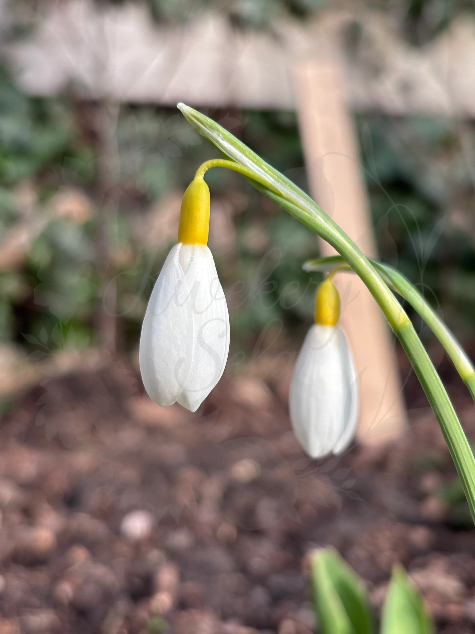 Galanthus "Dryads Gold Medal"