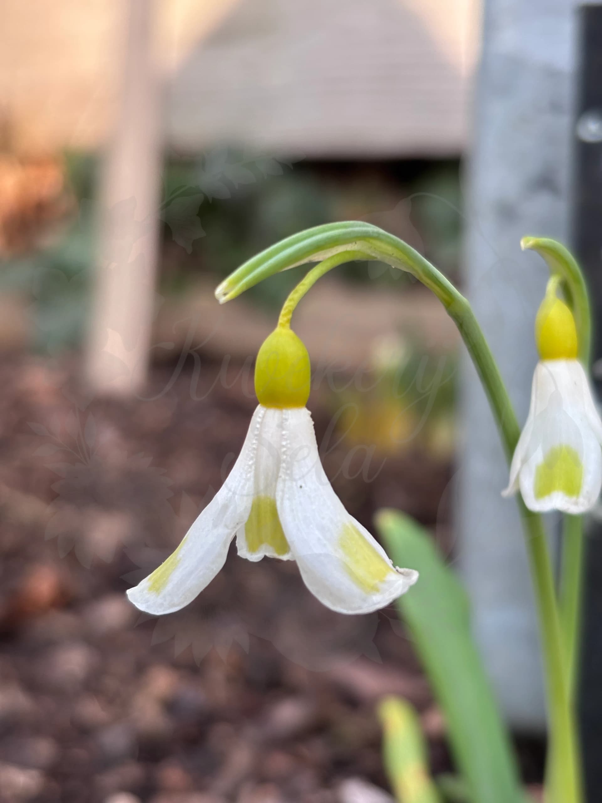 Galanthus "Golden Fleece"