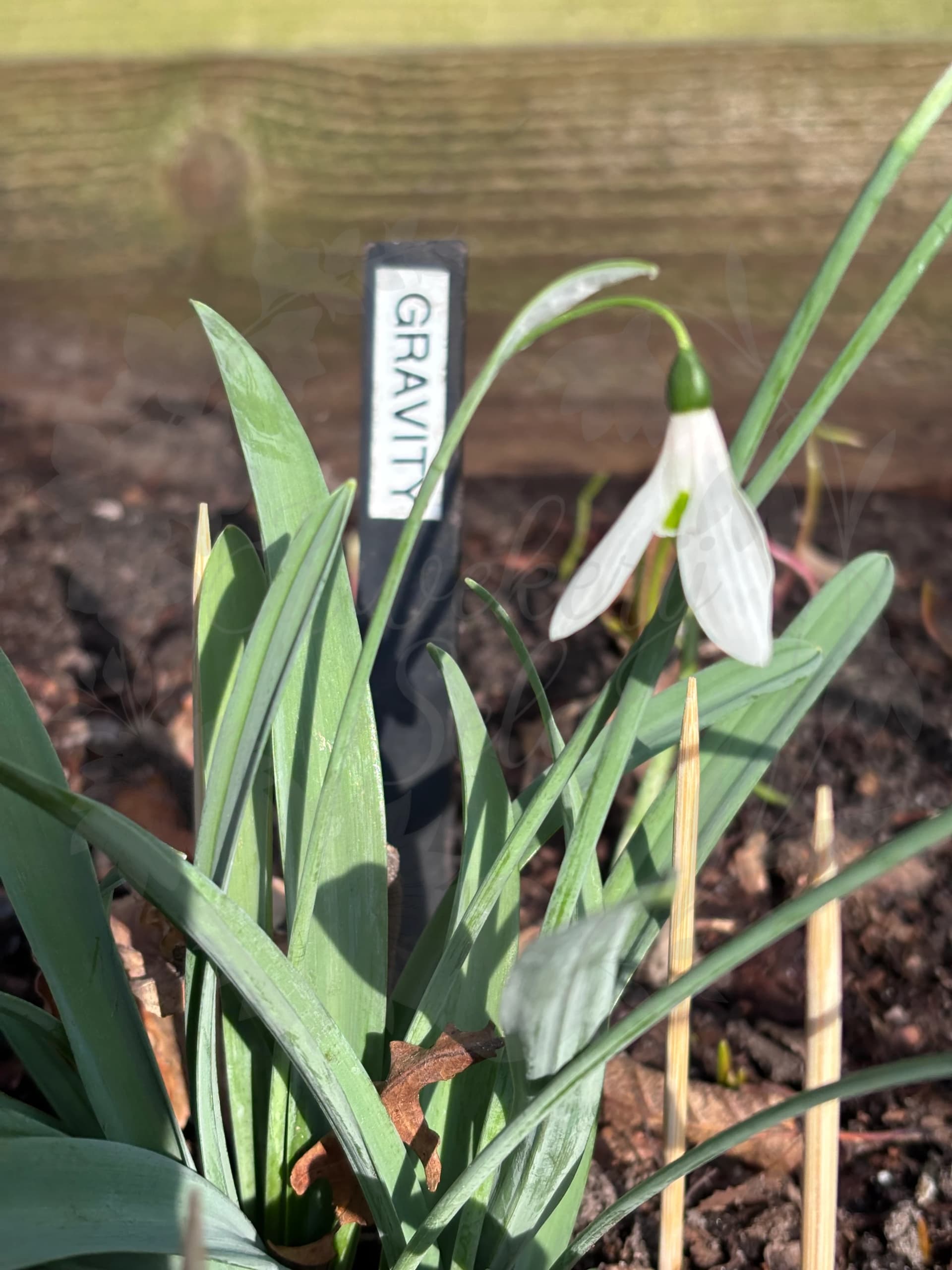 Galanthus "Gravity"