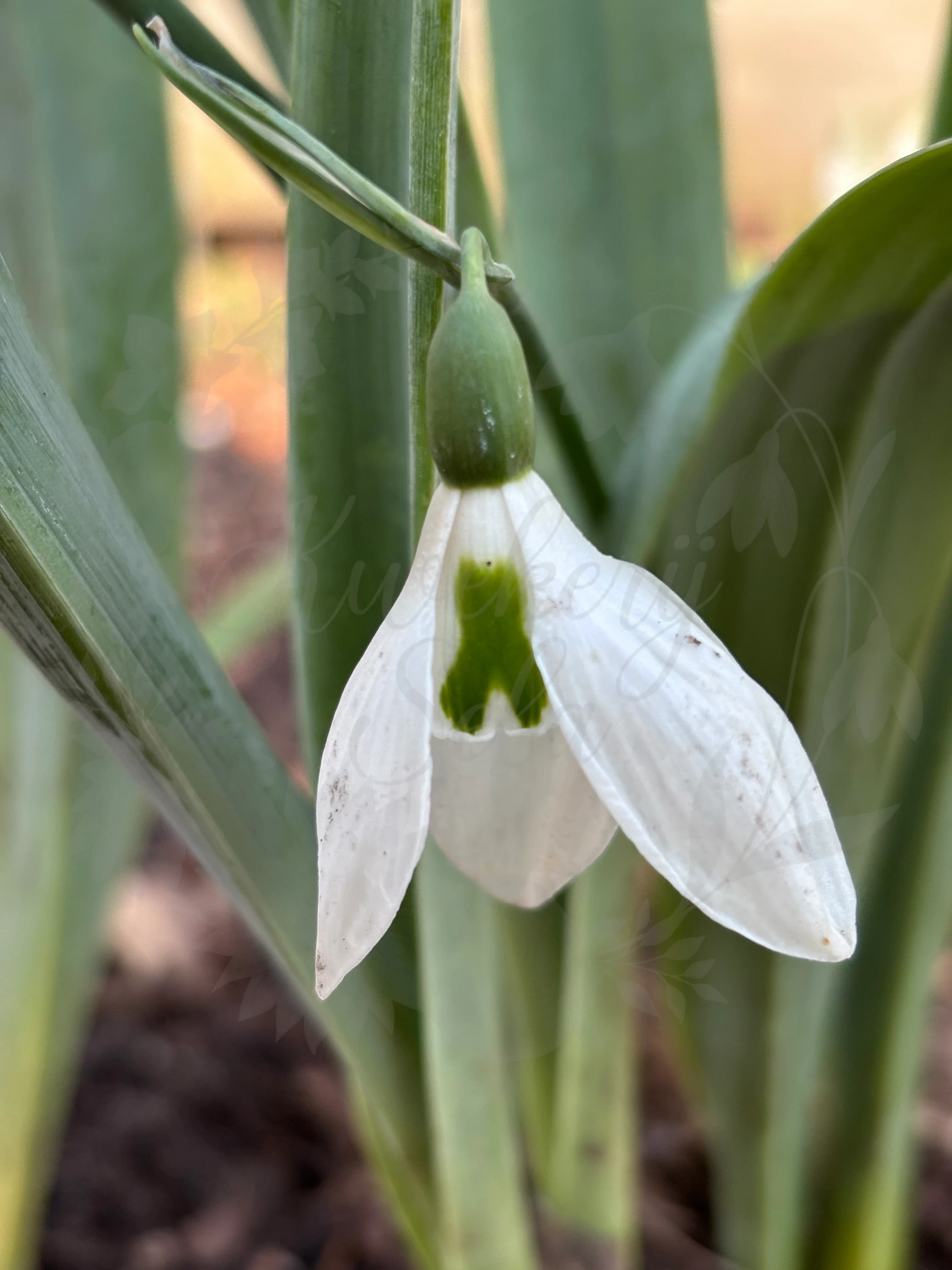 Galanthus "Green Ribbon"