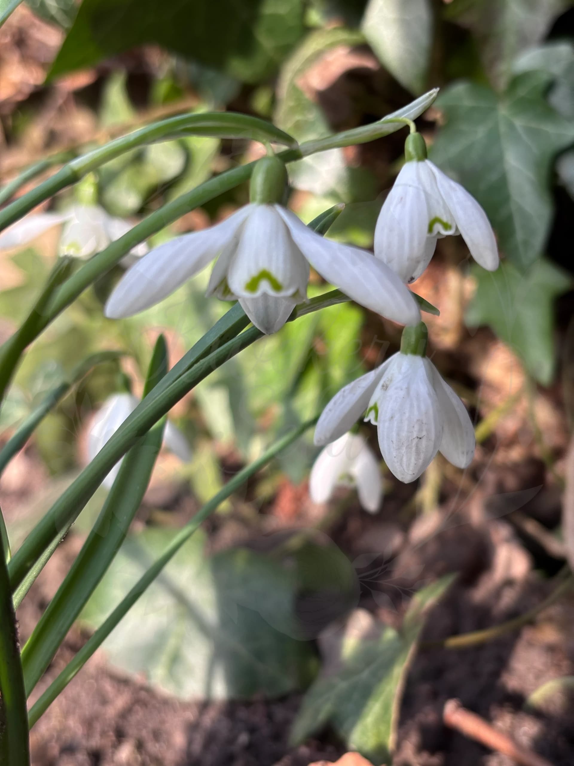 Galanthus "Icicle"