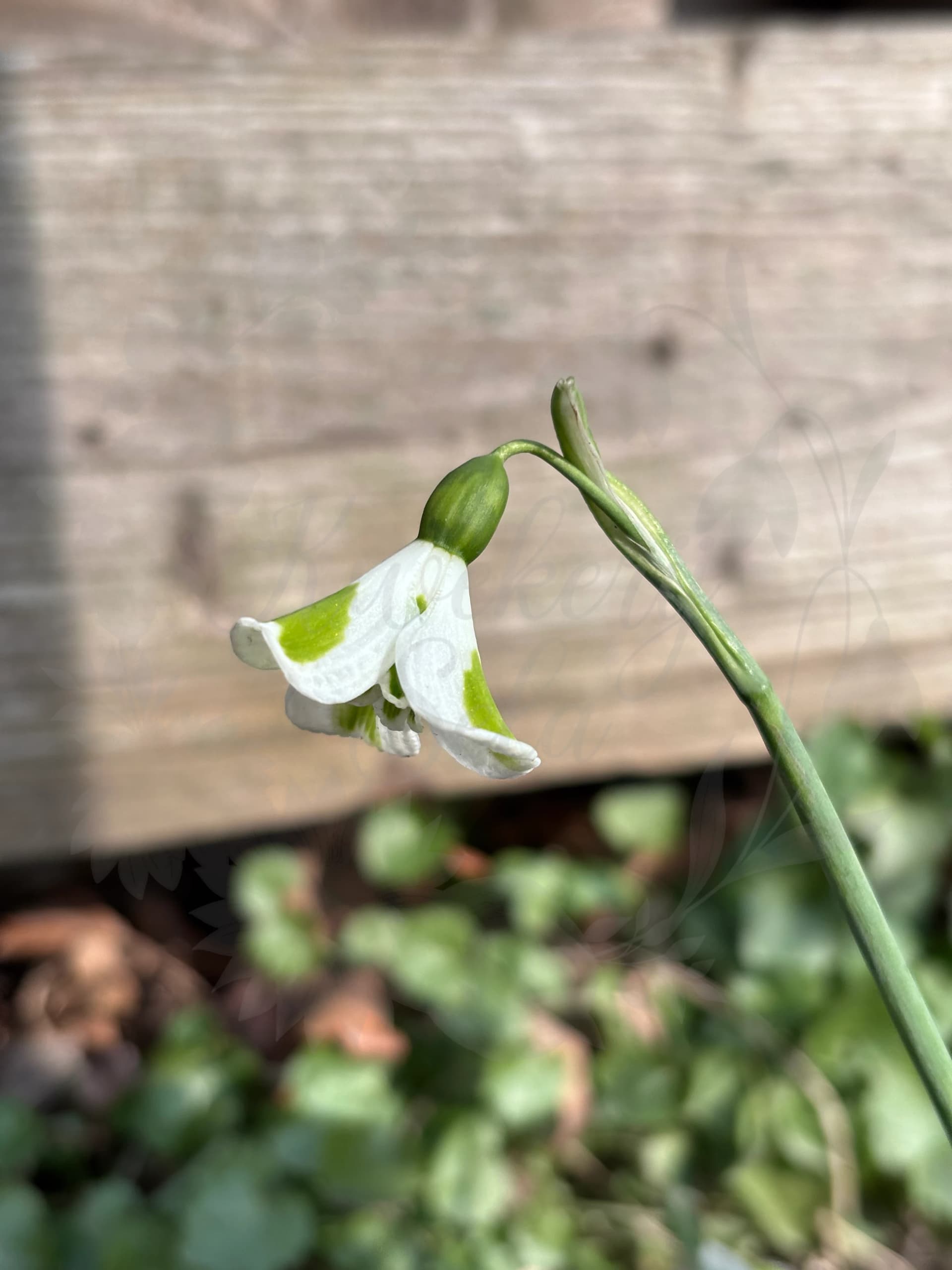 Galanthus "Long John Silver"