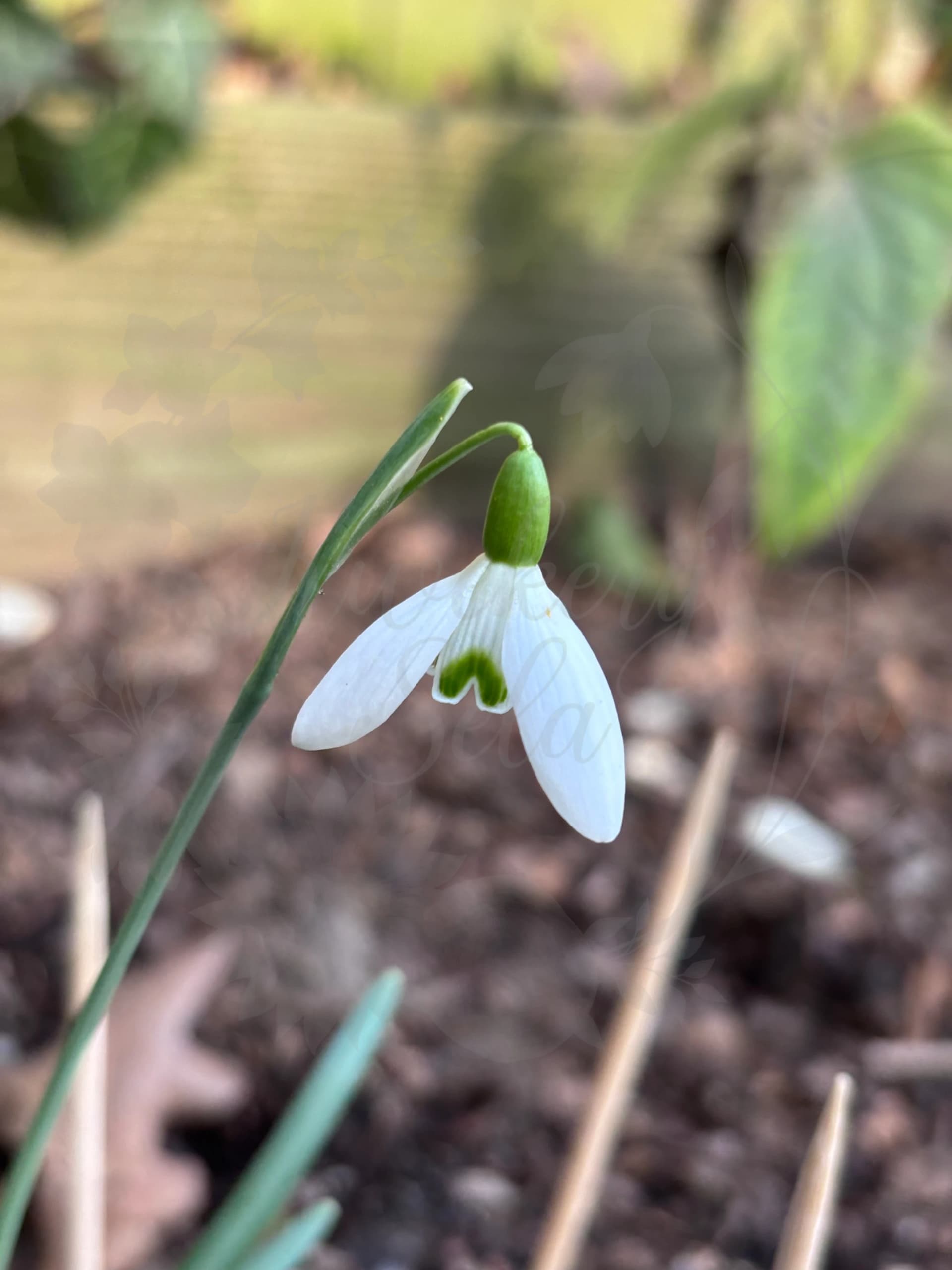 Galanthus "Margareth Biddulph"