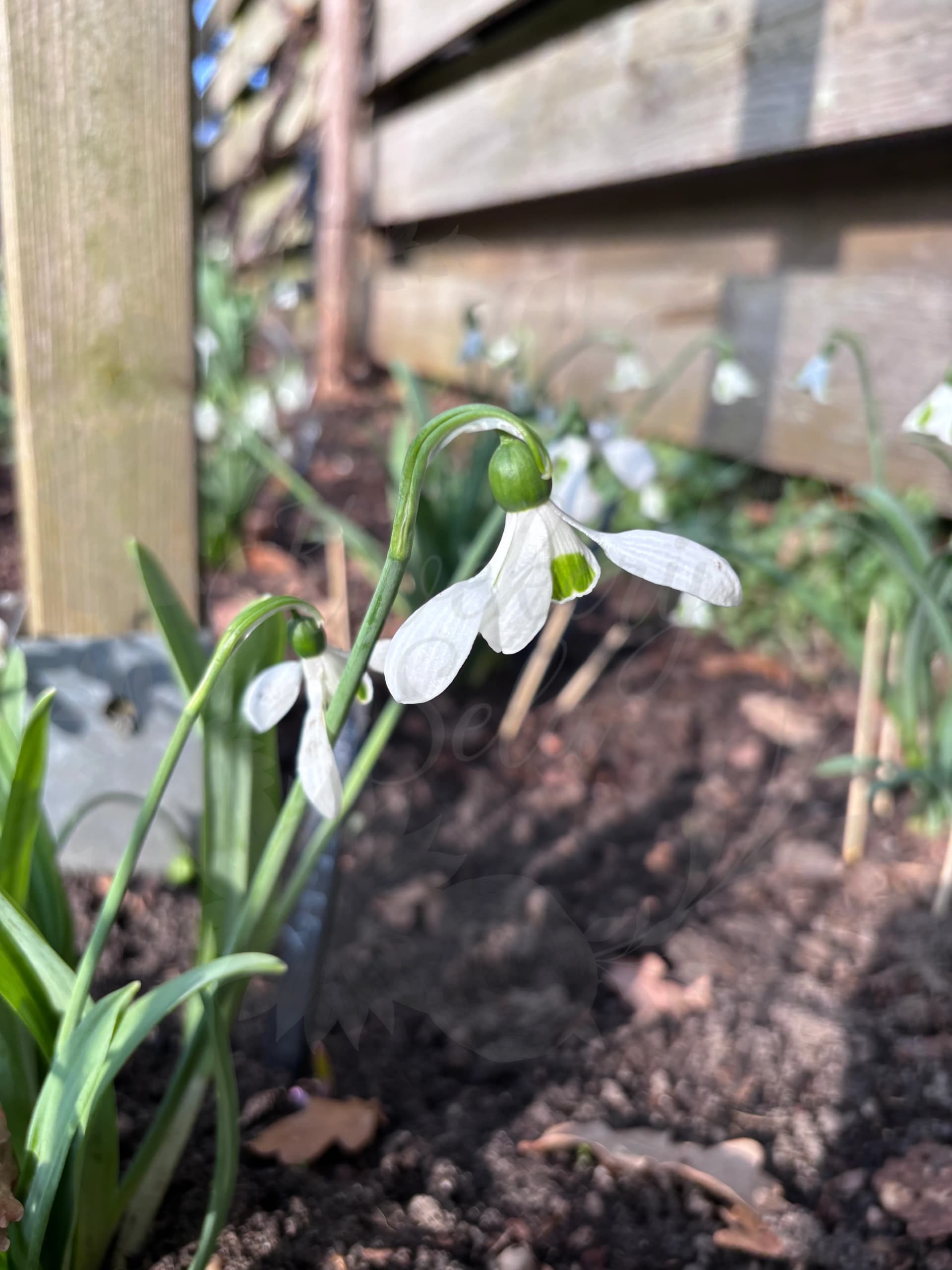 Galanthus "Mr. Blobby"