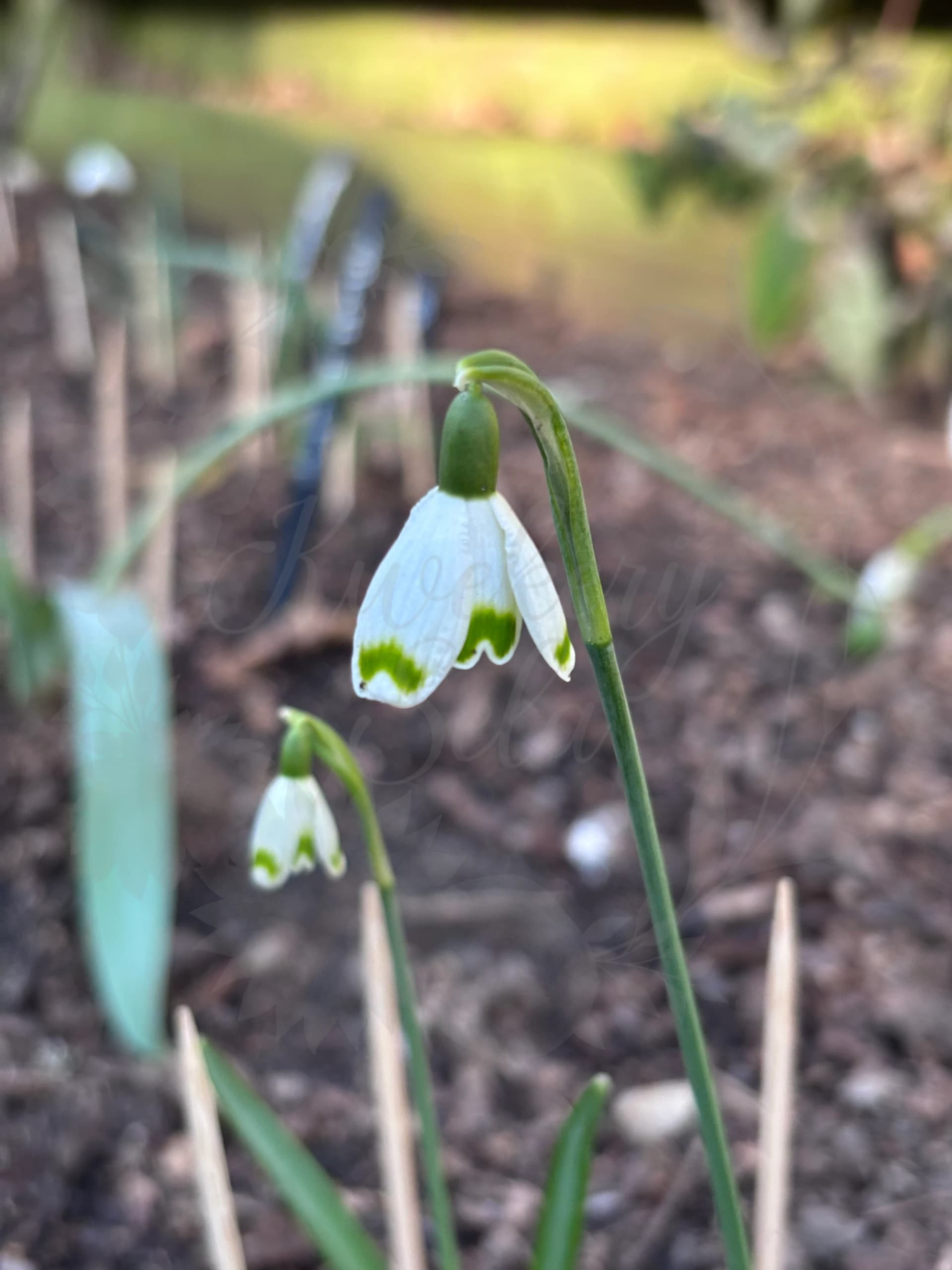Galanthus "Pumpot"