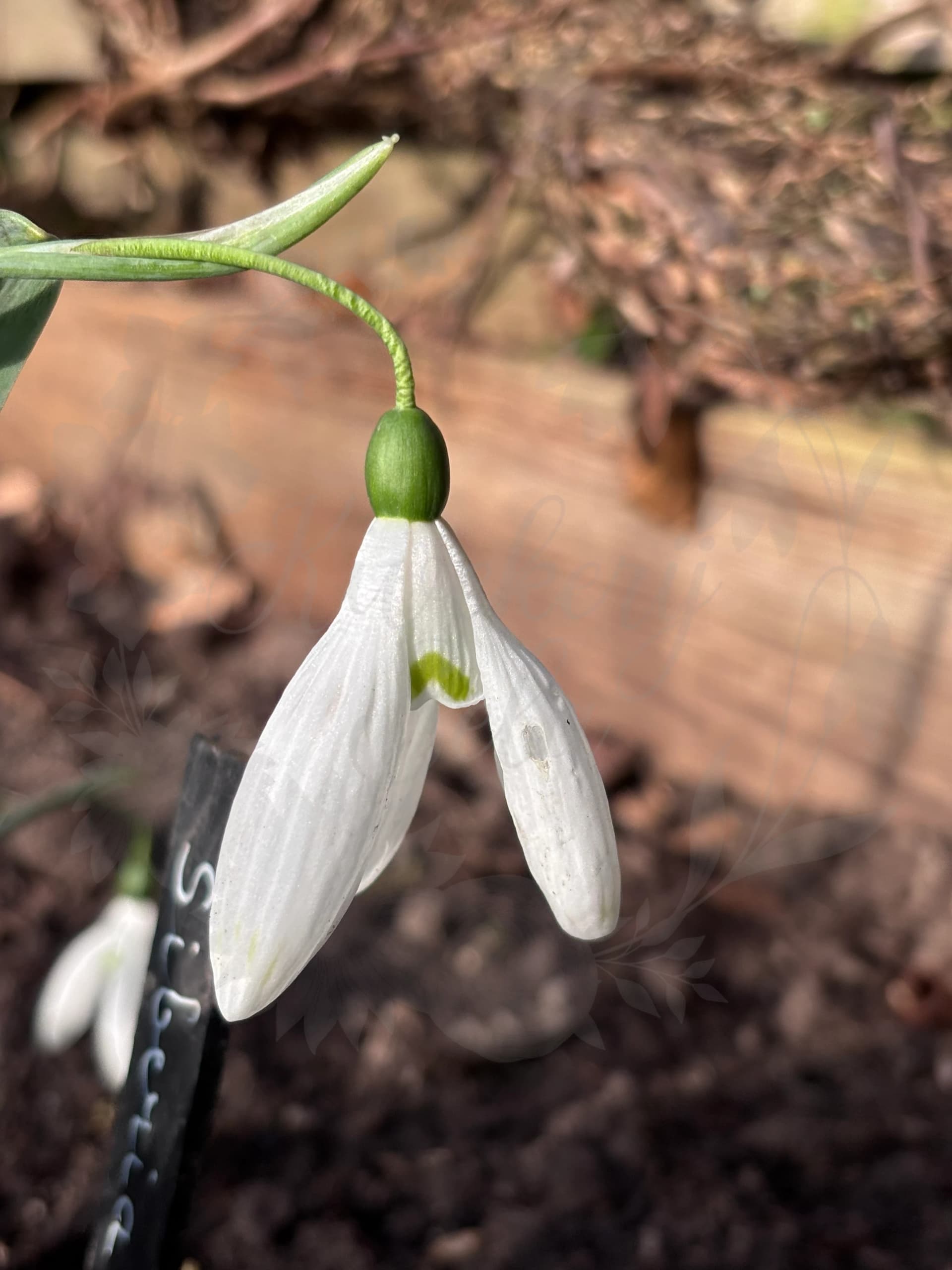 Galanthus "Sibirica"