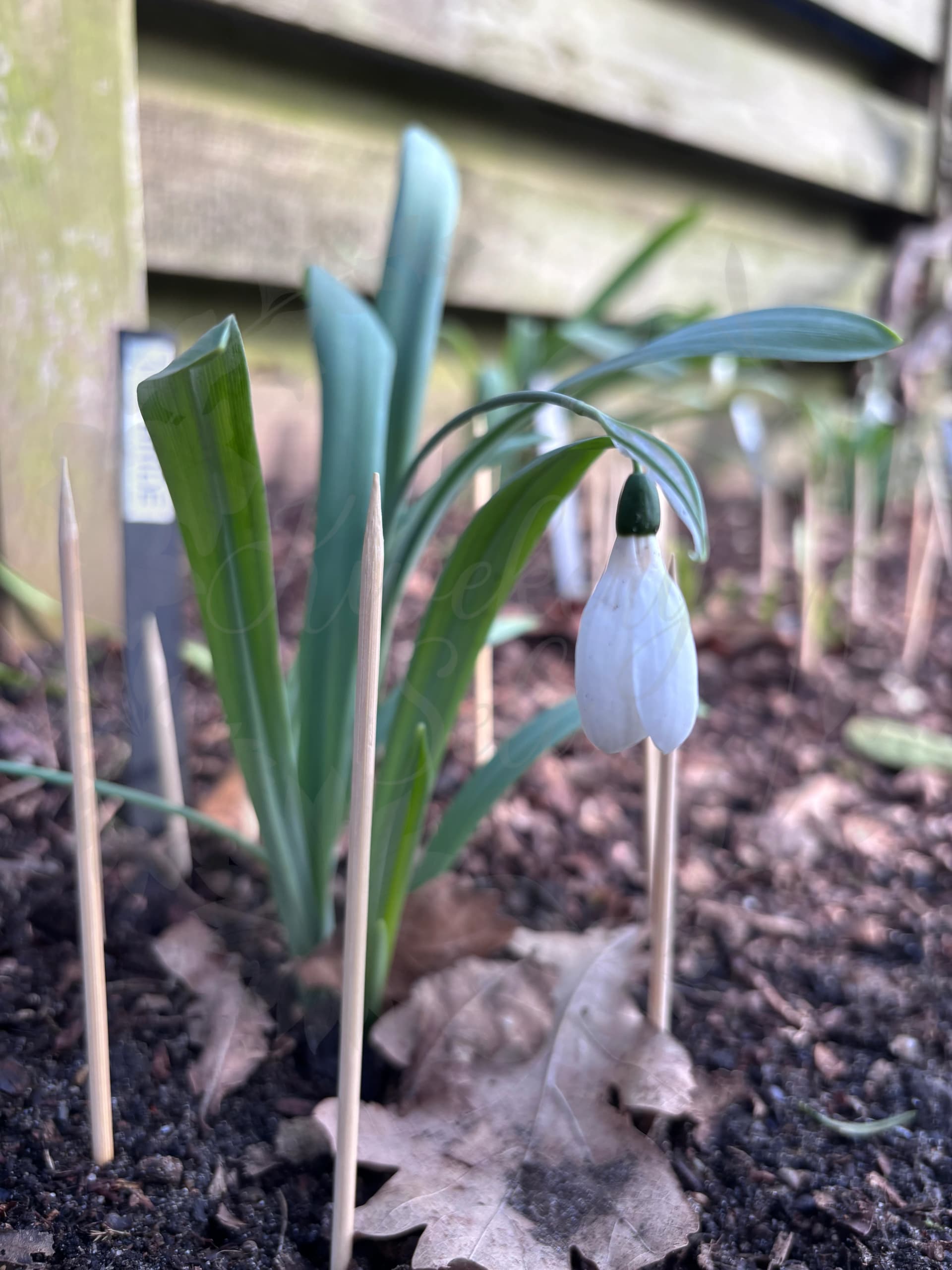 Galanthus "The Bride"