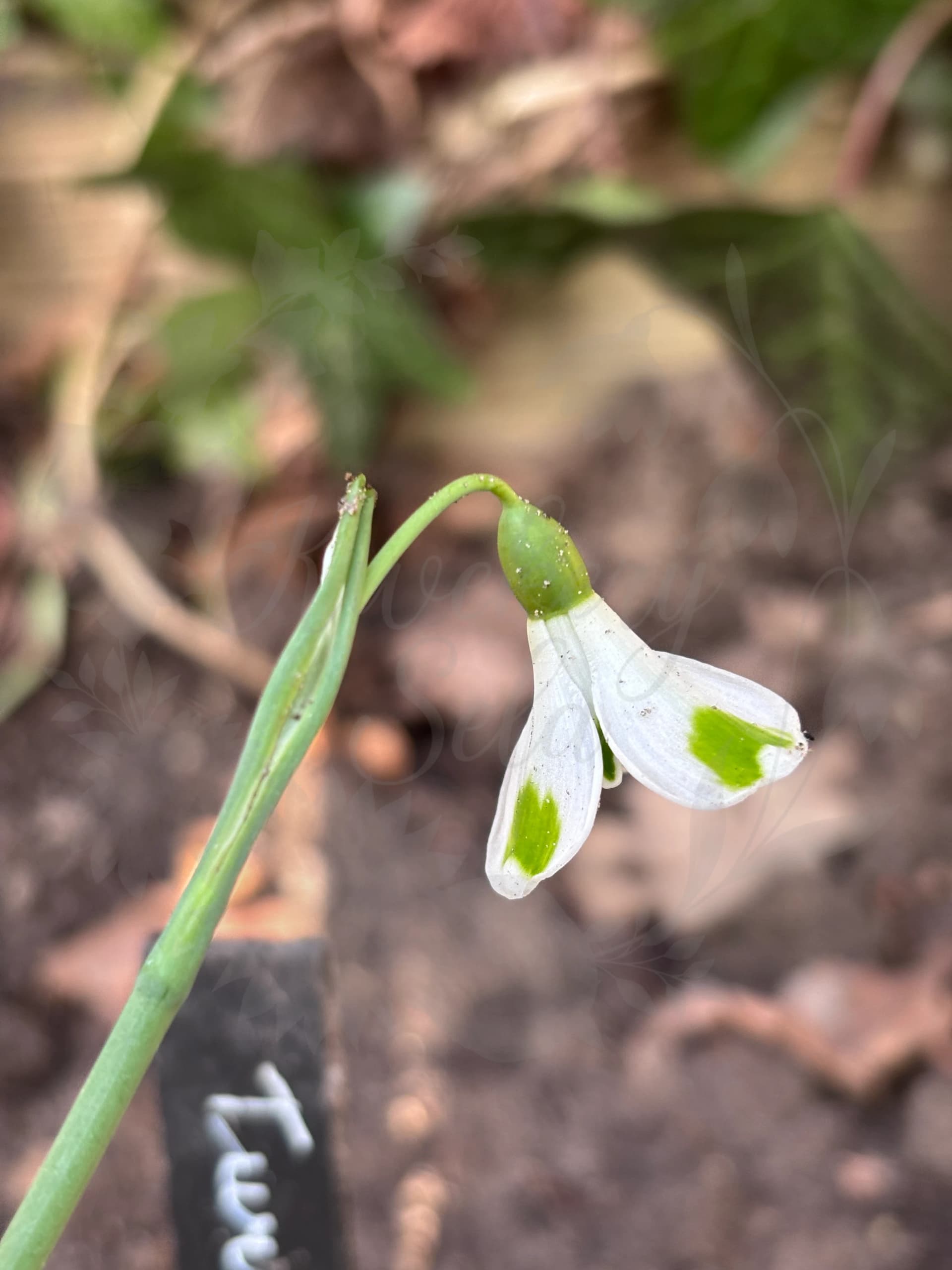 Galanthus "Turncoat"