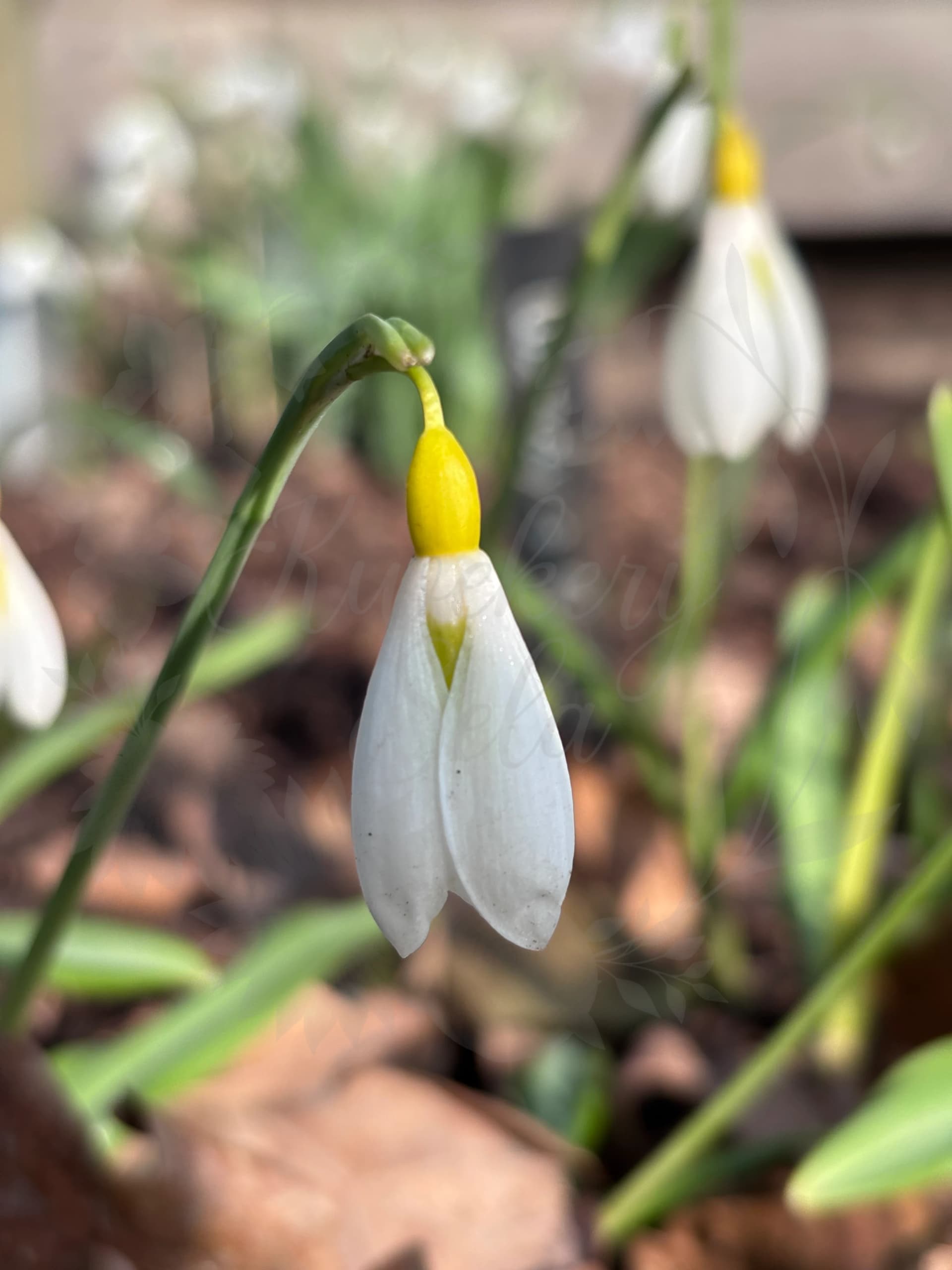 Galanthus Wendy's Gold in bloei bij Kwekerij Sela