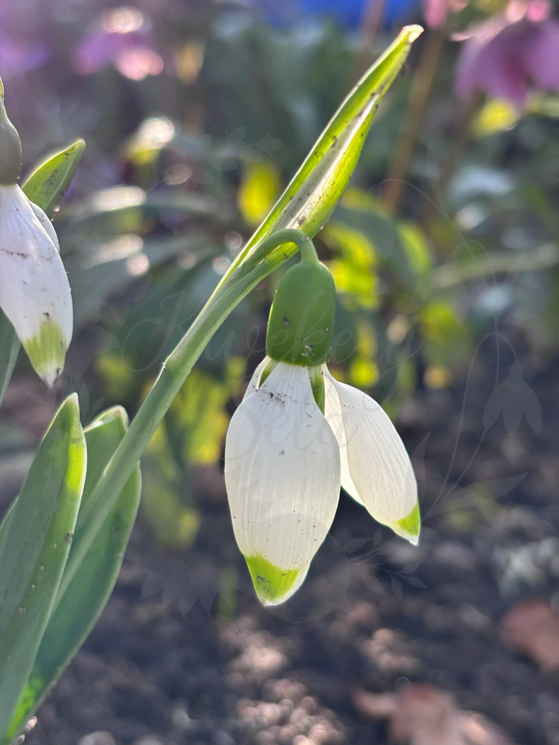 Galanthus "Wifi Kittiwake"