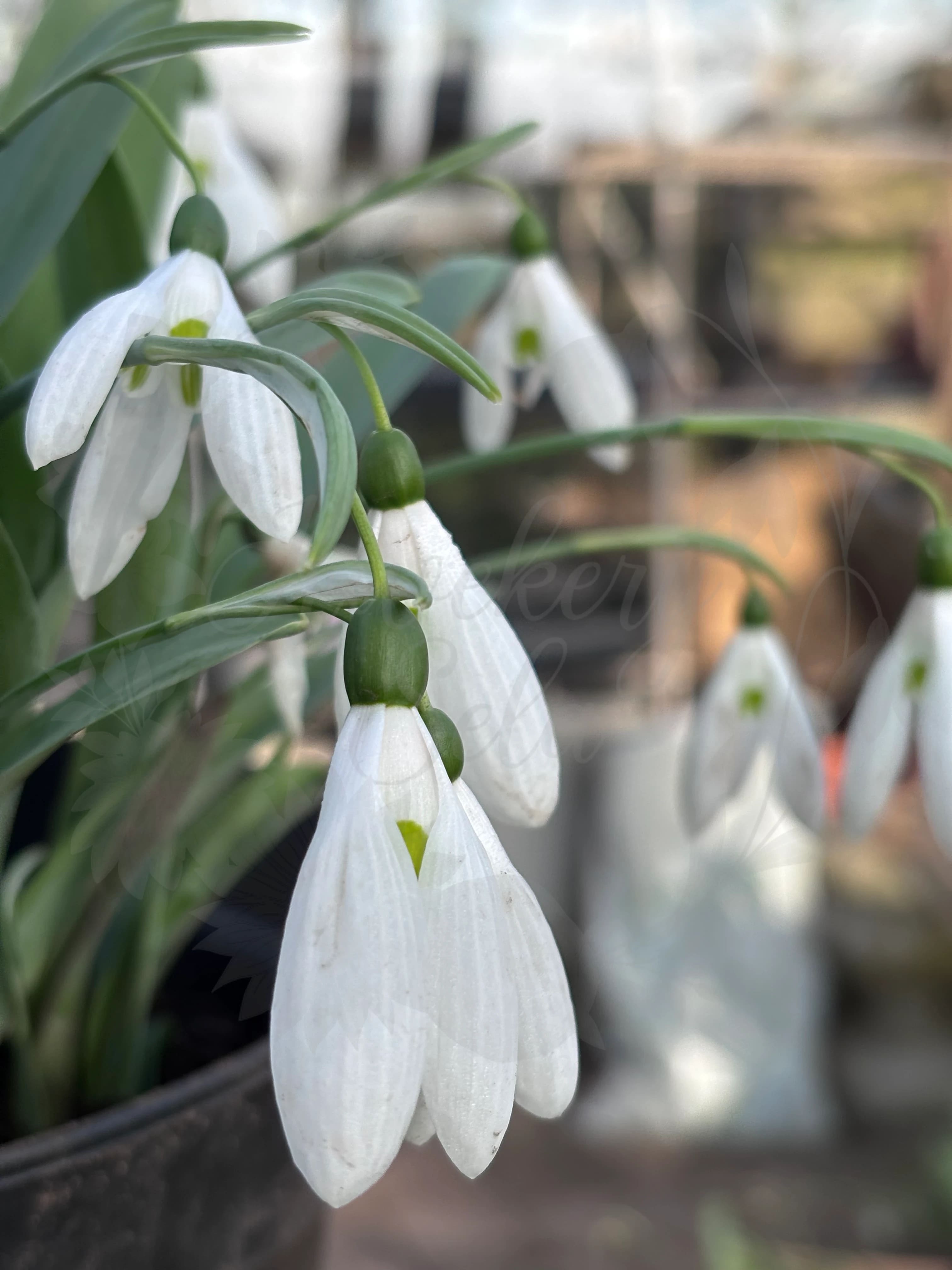 Galanthus "Atkinsii"
