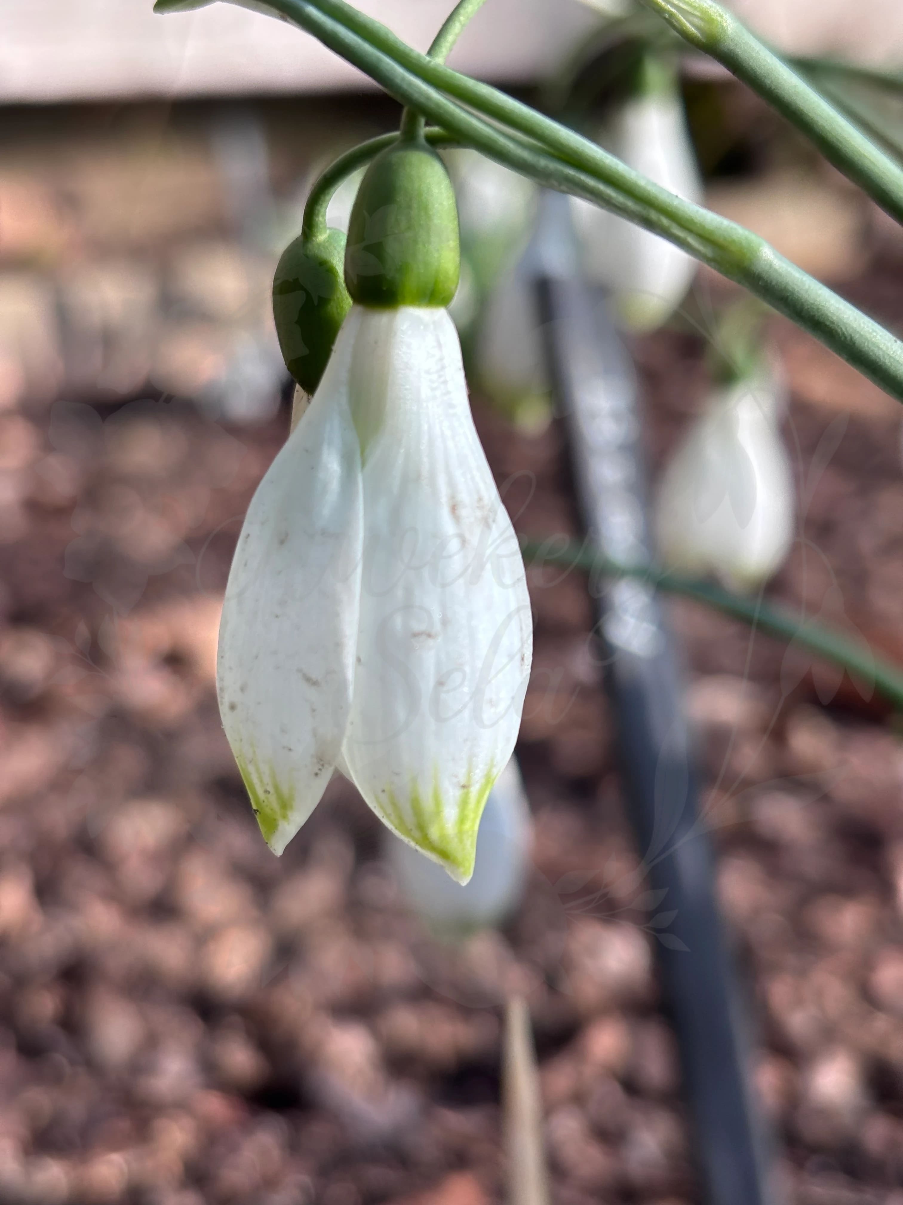 Galanthus "Beany"