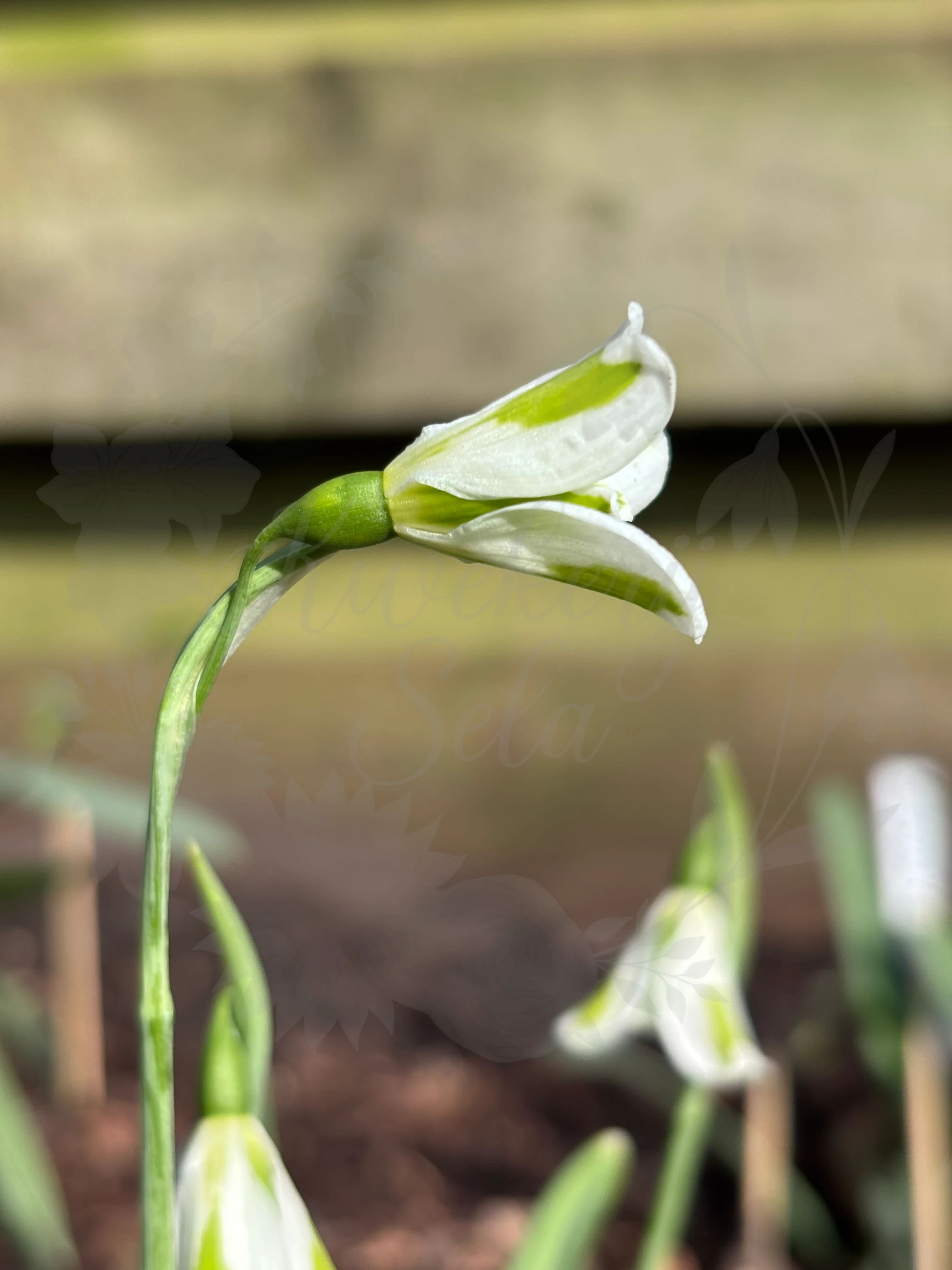 Galanthus "Chantry Lady"