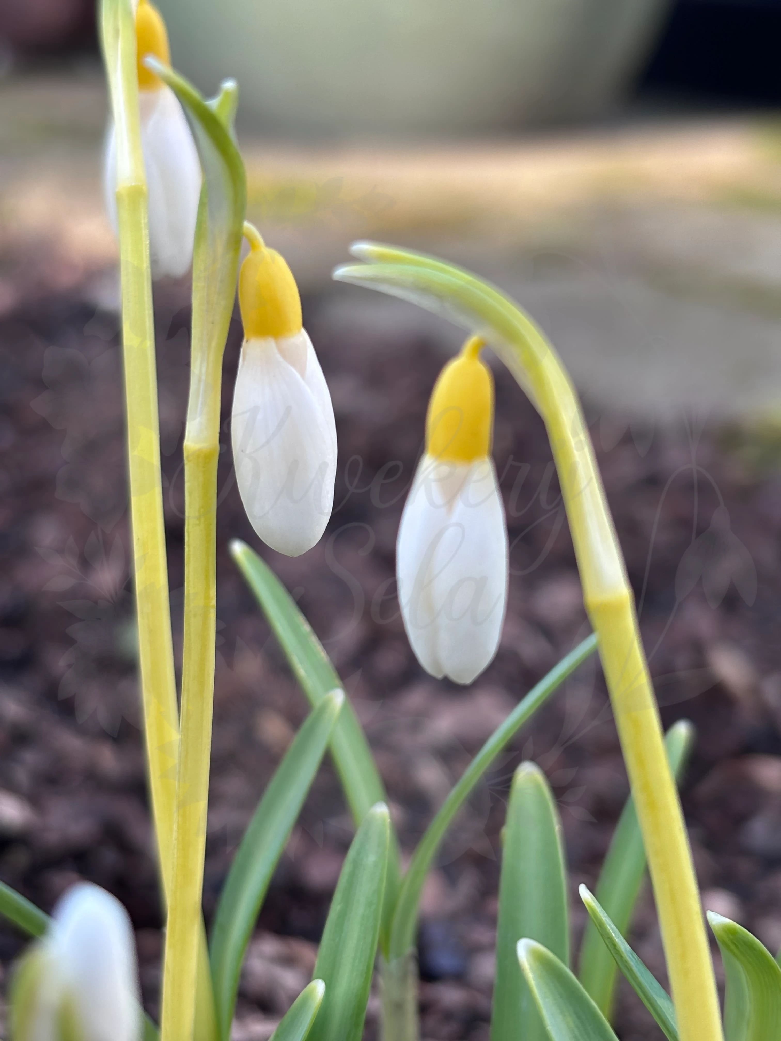 Galanthus "Grakes Yellow"