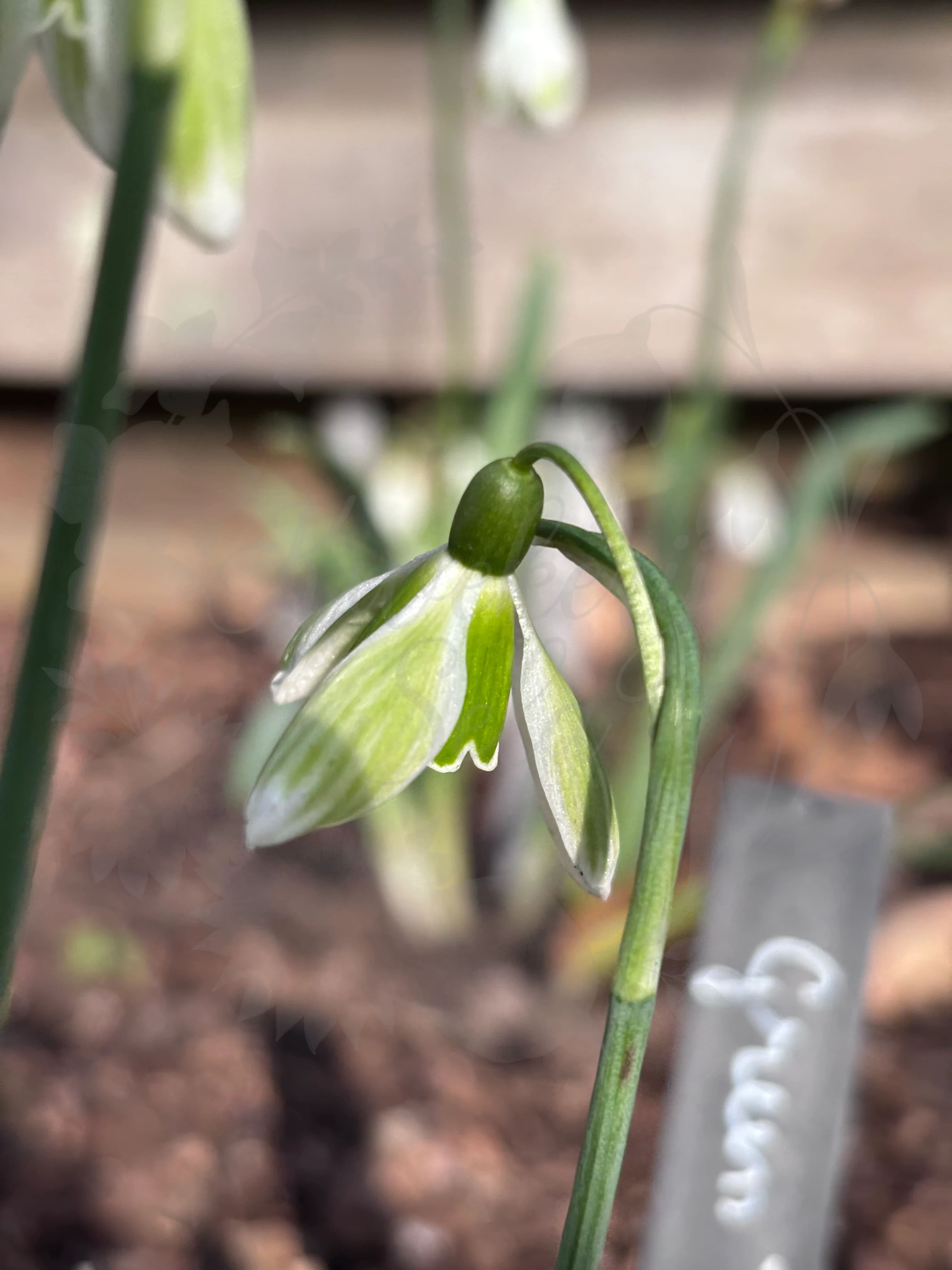 Galanthus "Green Tear"