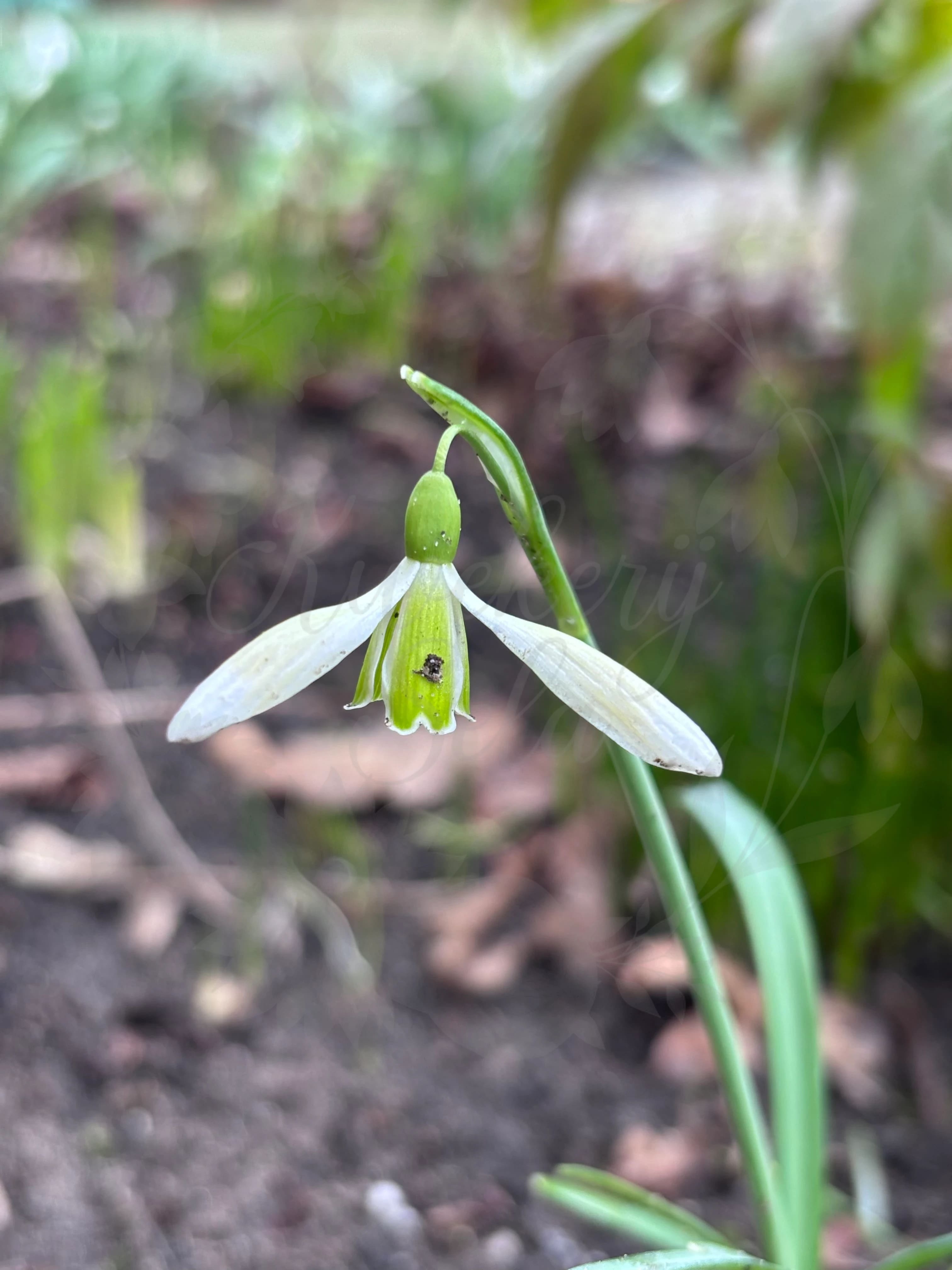 Galanthus "Gruner Mina"