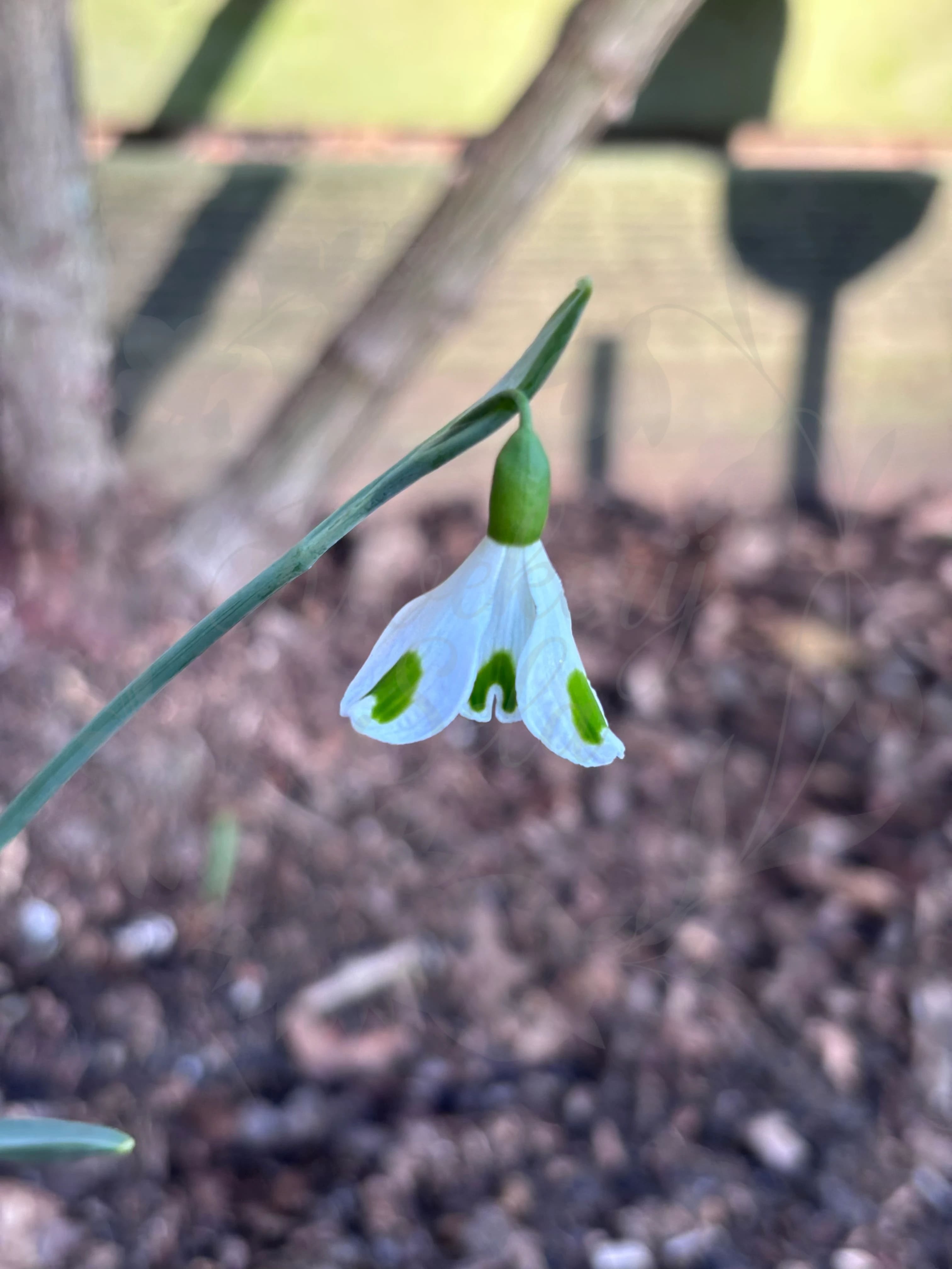 Galanthus "Hologram"