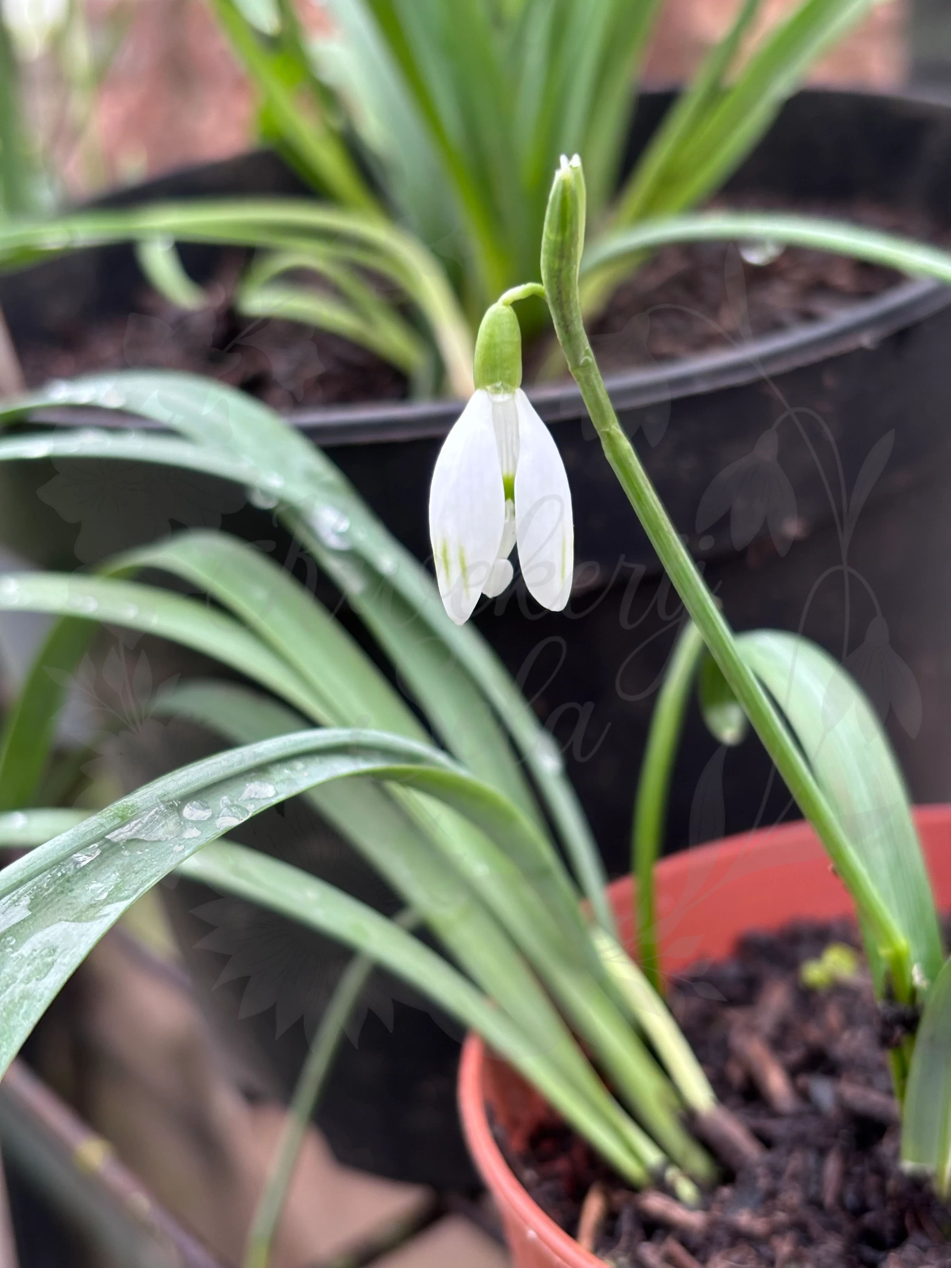 Galanthus "Ivar"