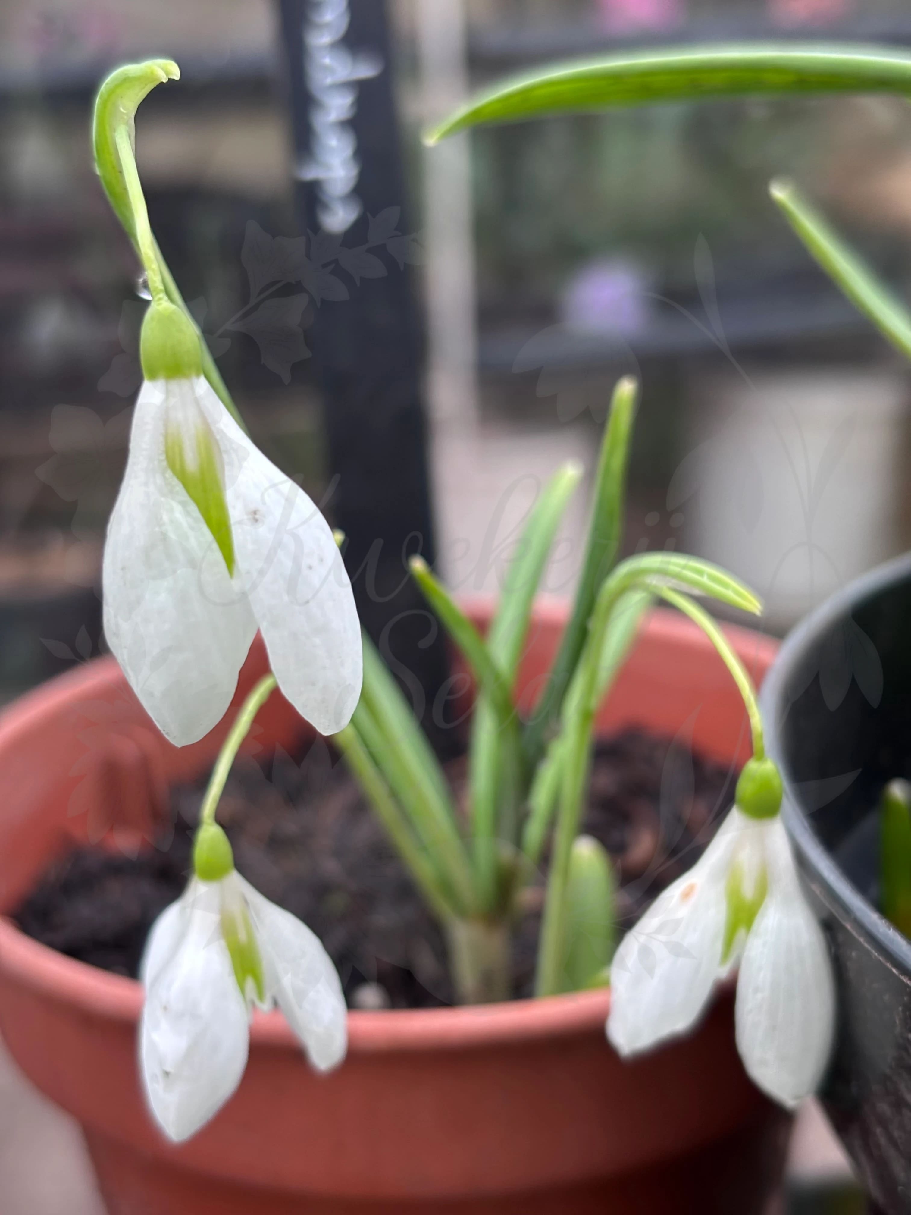 Galanthus "Lemons Drop"