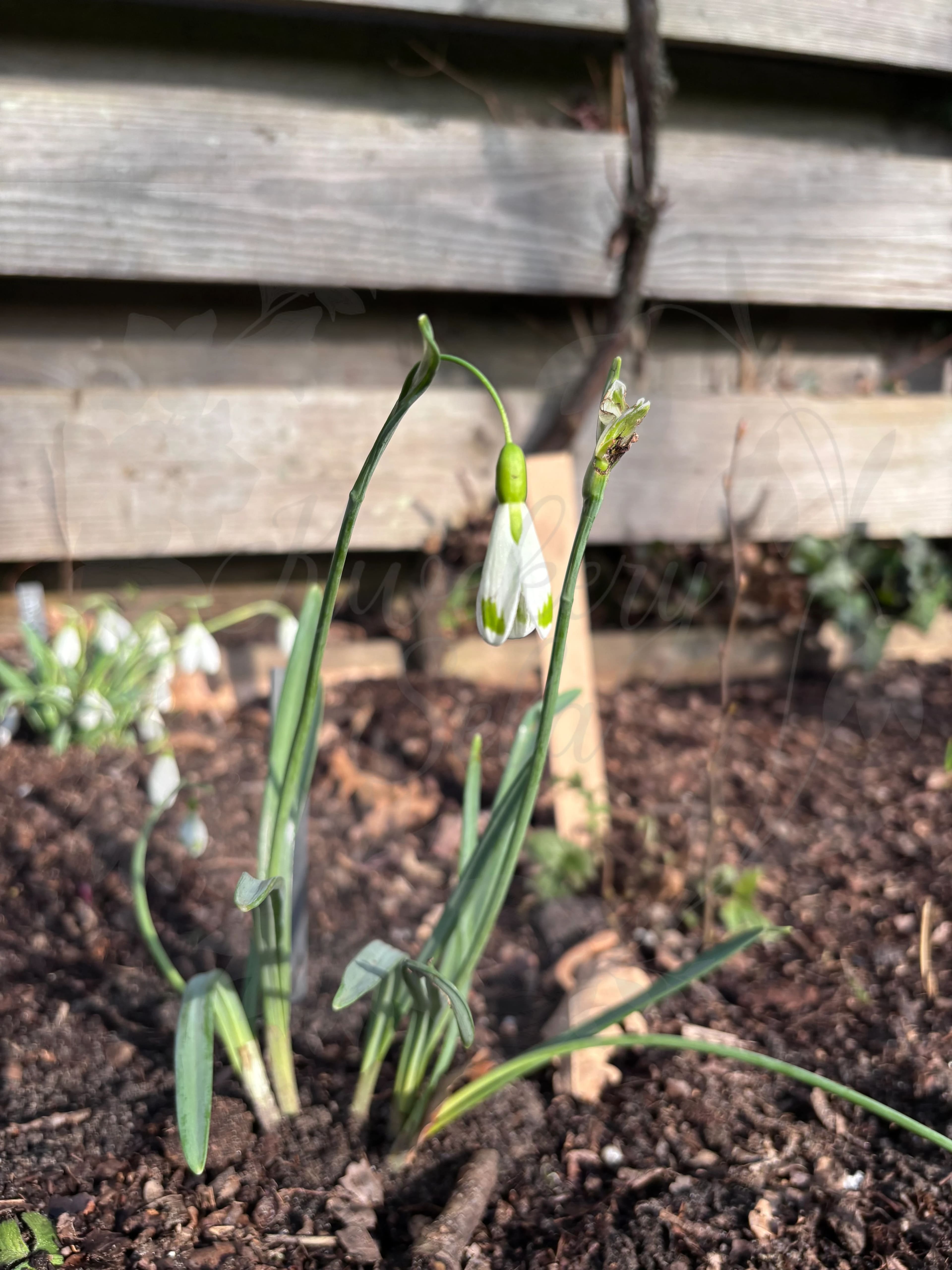 Galanthus "Magic"