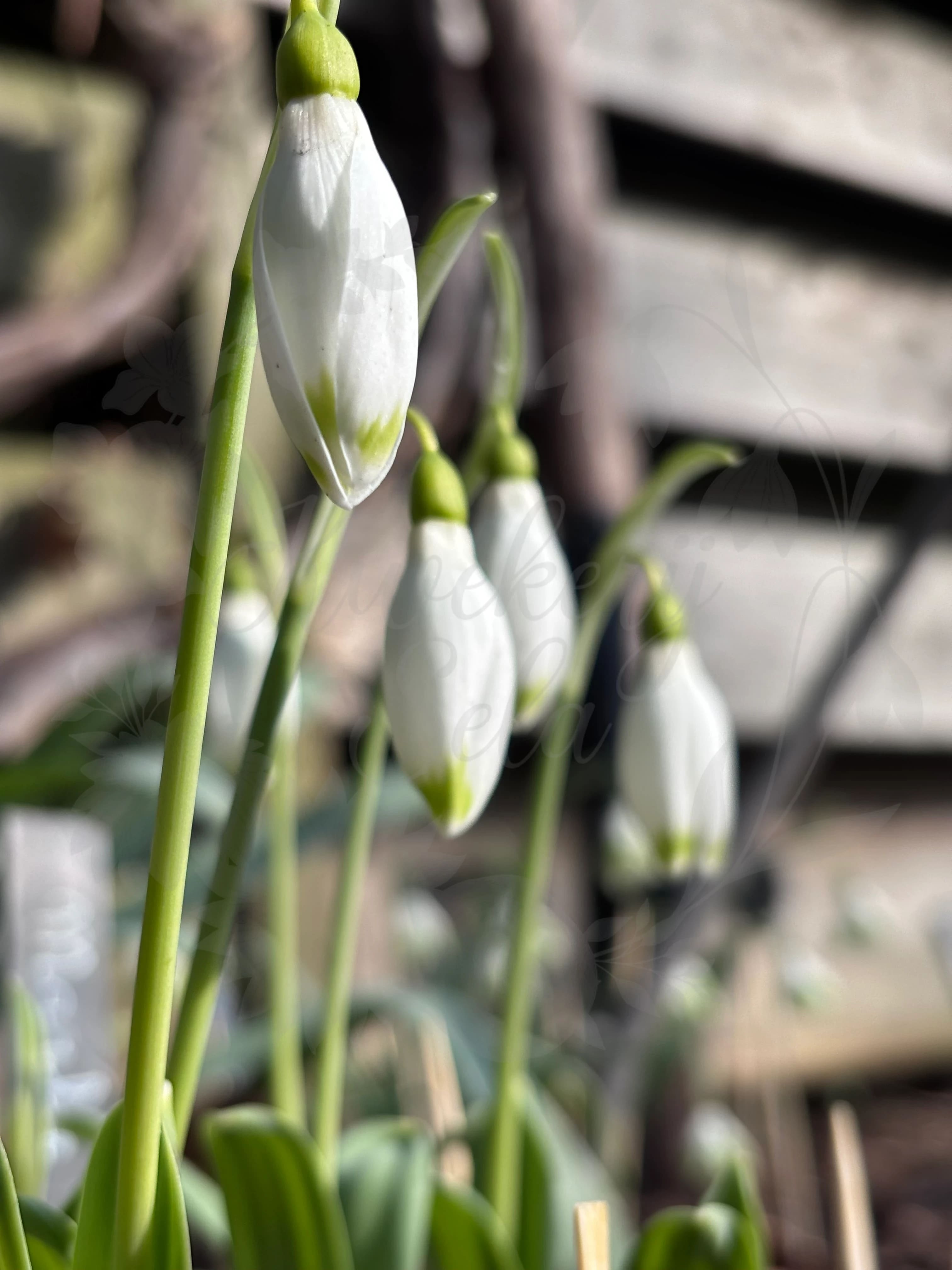Galanthus "Marlie Raphael"