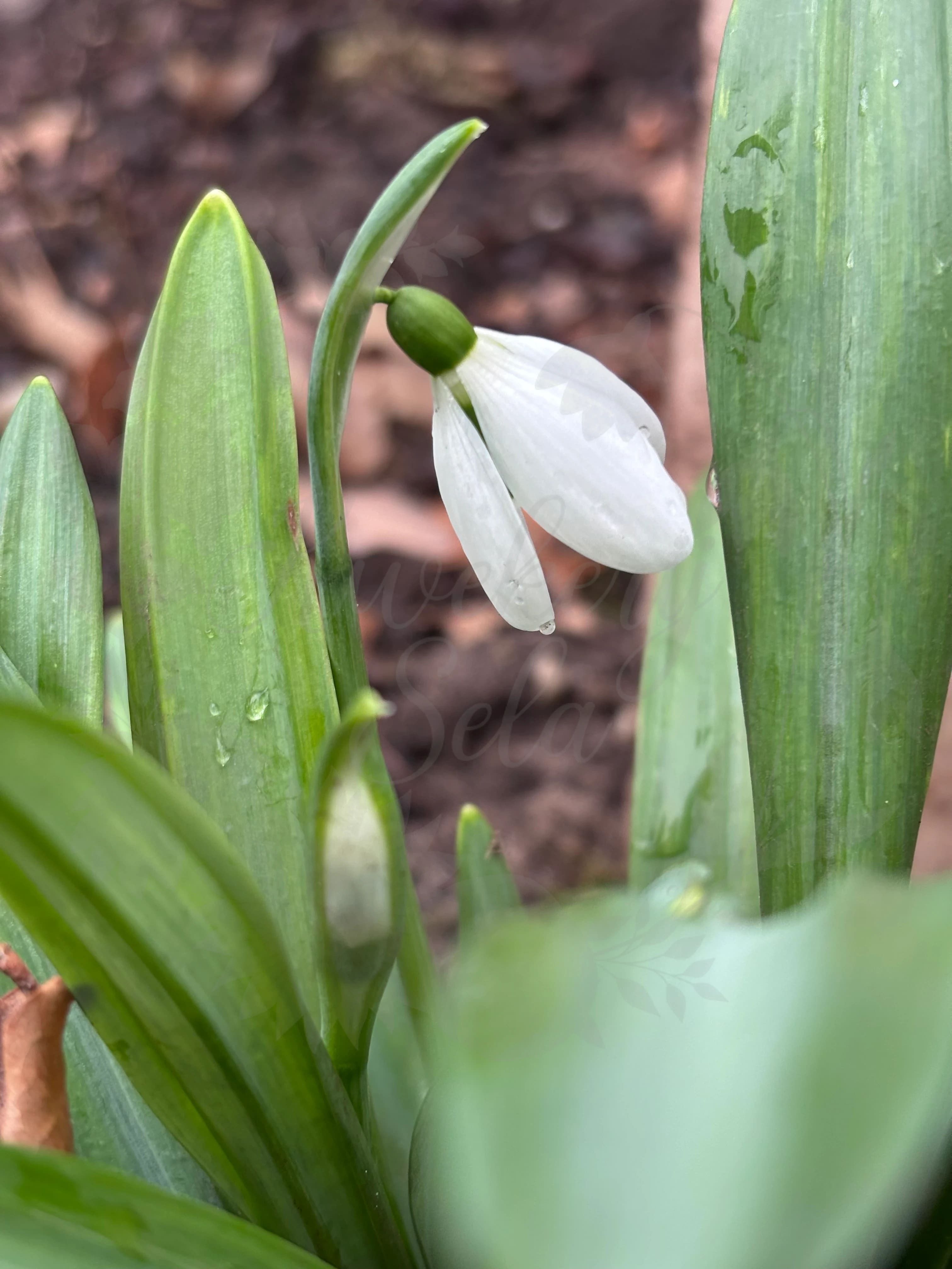 Galanthus "Oliver Wyatt Green"