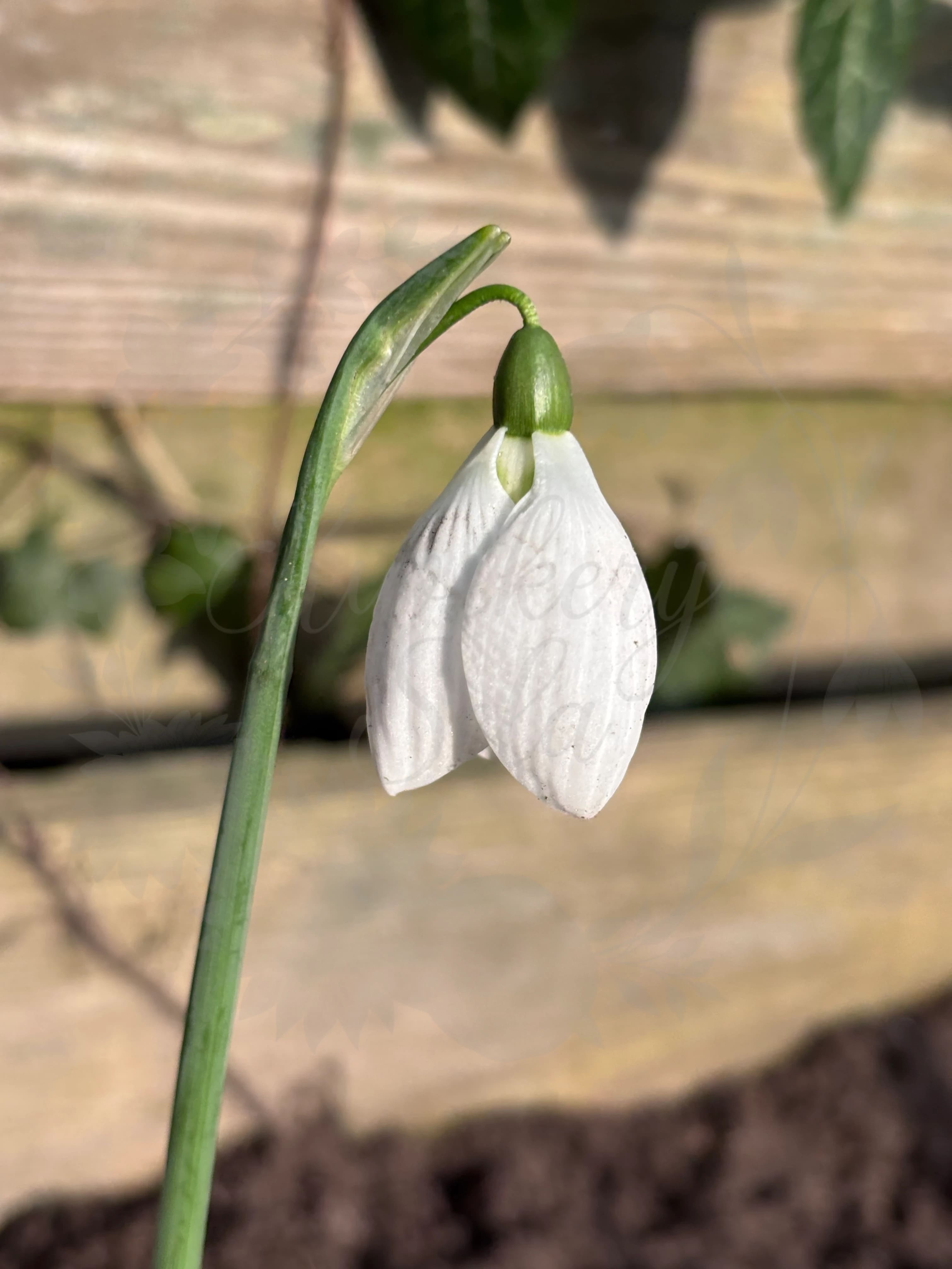 Galanthus "Rodmarton Arcturus"