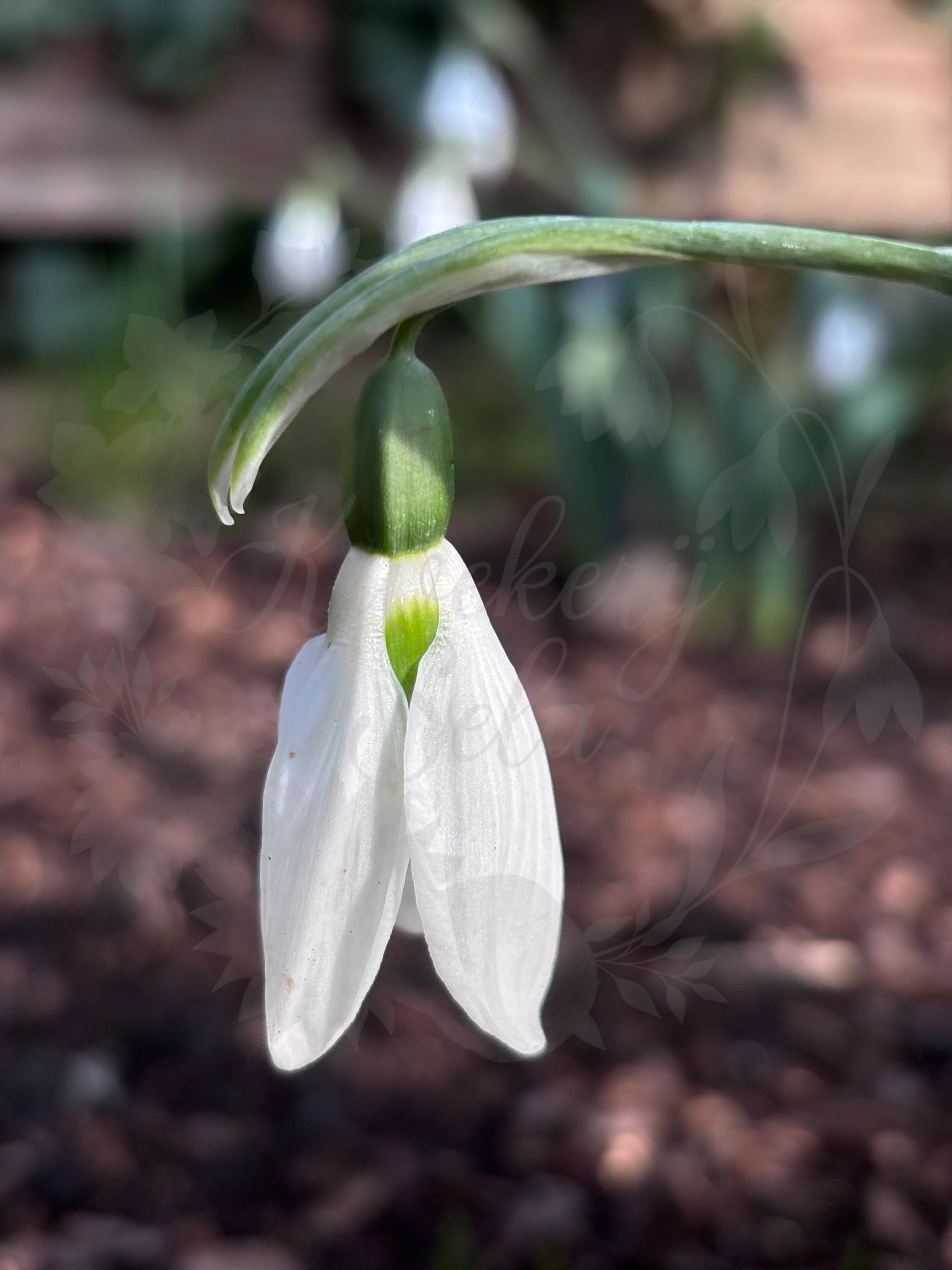 Galanthus "Seagull"
