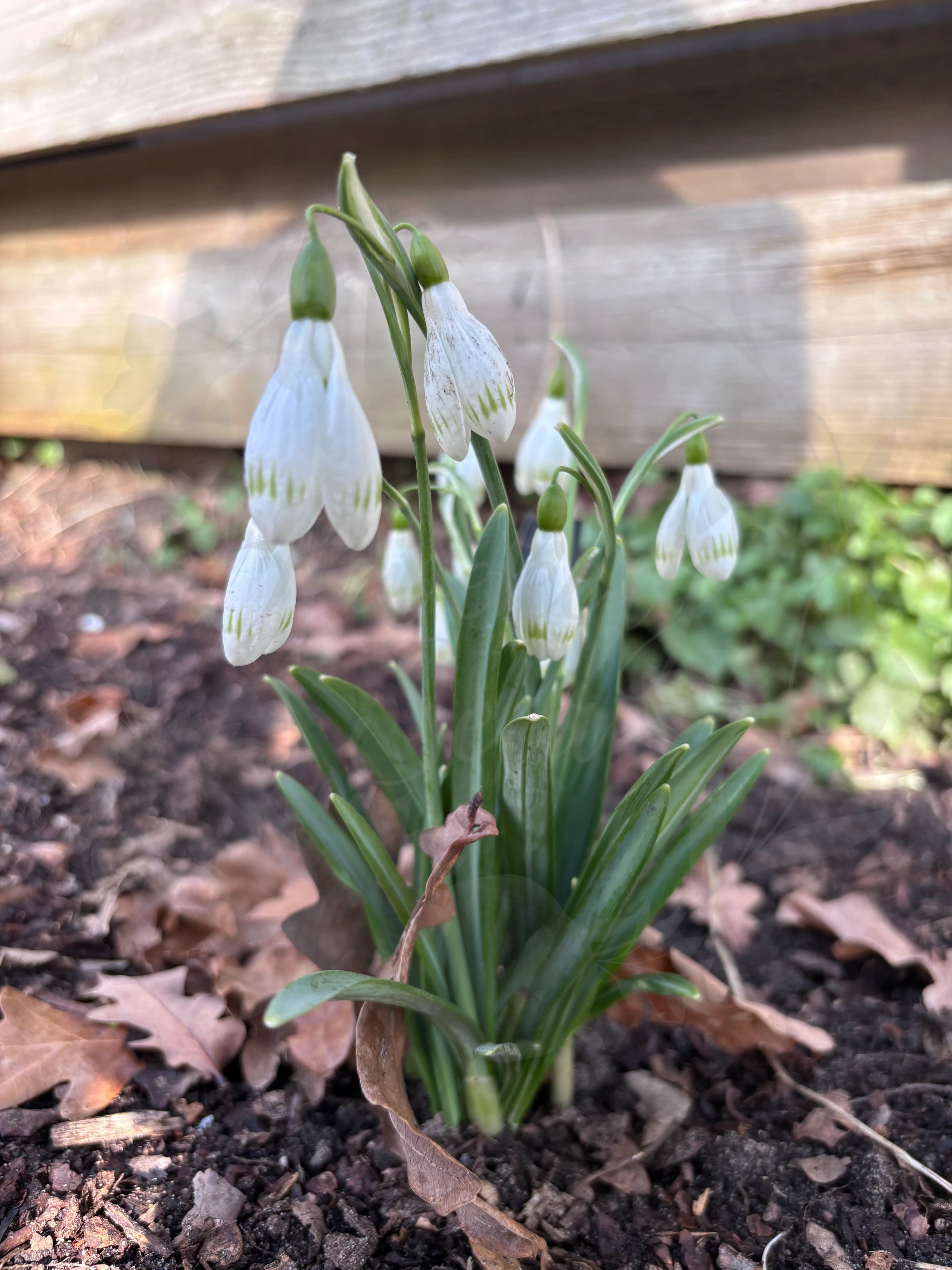 Galanthus "Sprite"