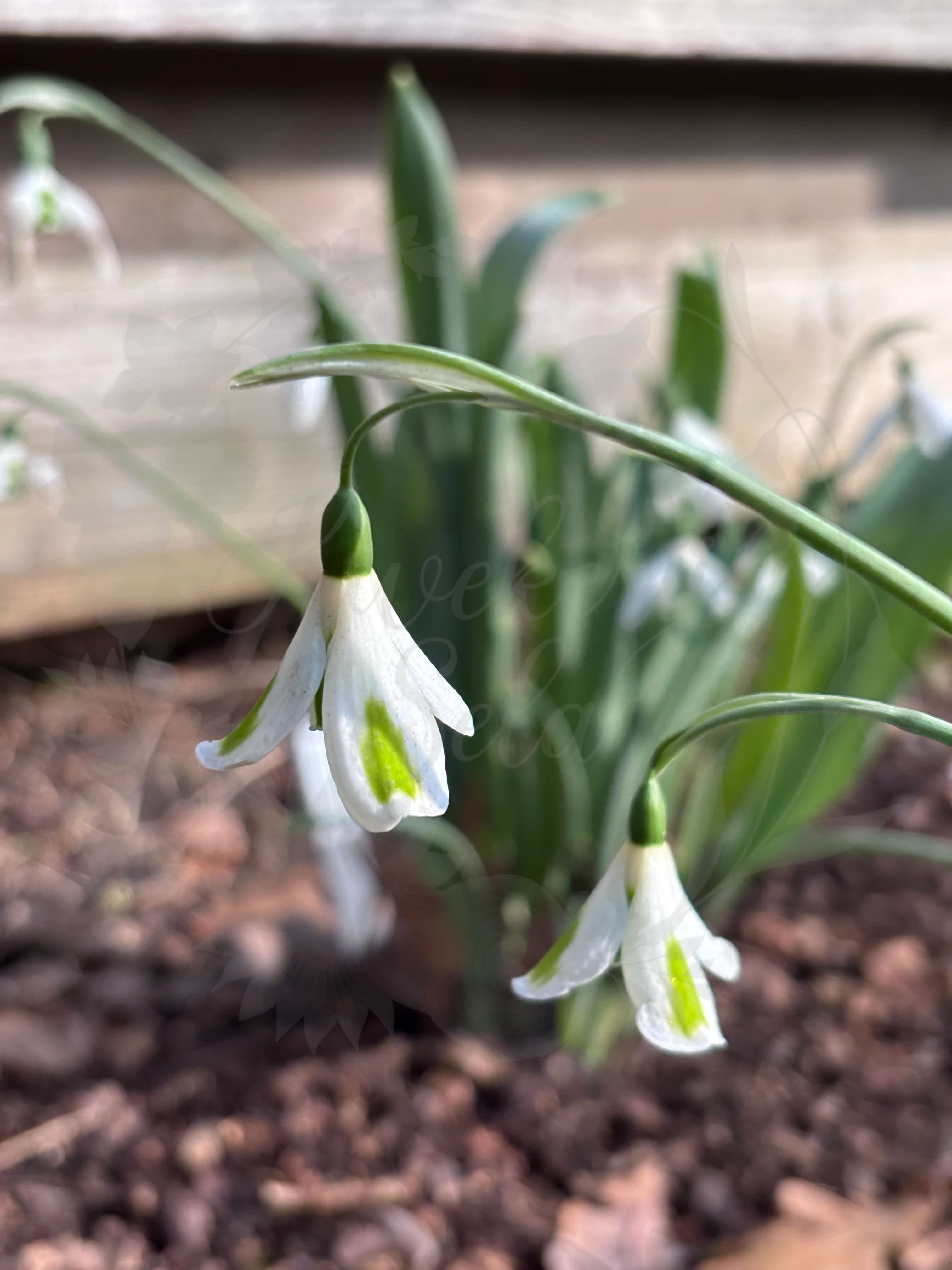 Galanthus "Trumpolute"