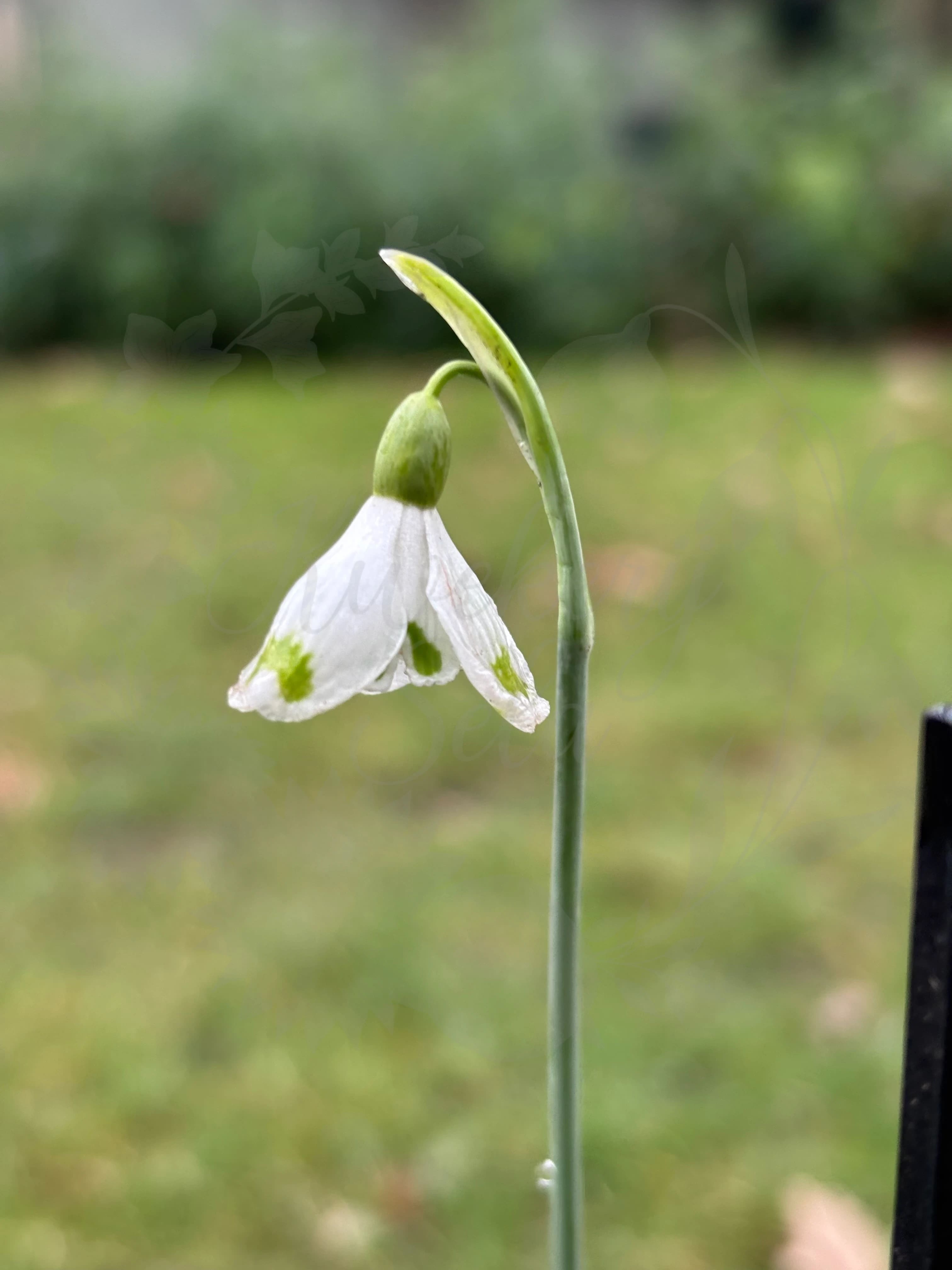 Galanthus "Wifi Cockpit"