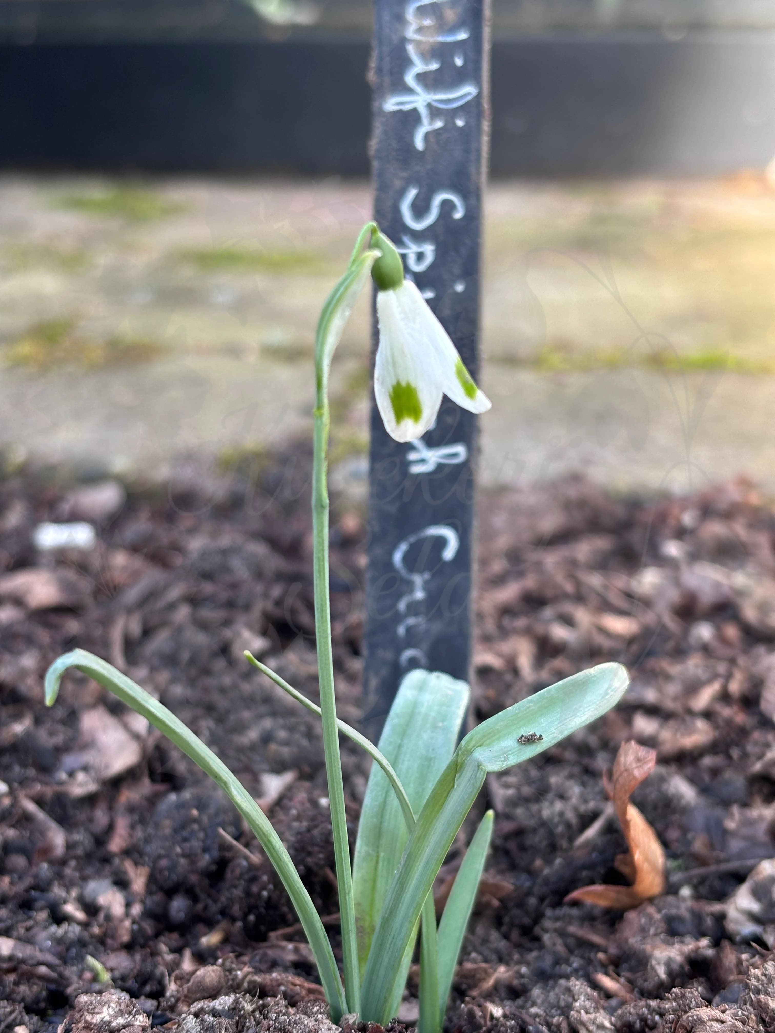 Galanthus "Wifi Spinach Creme"