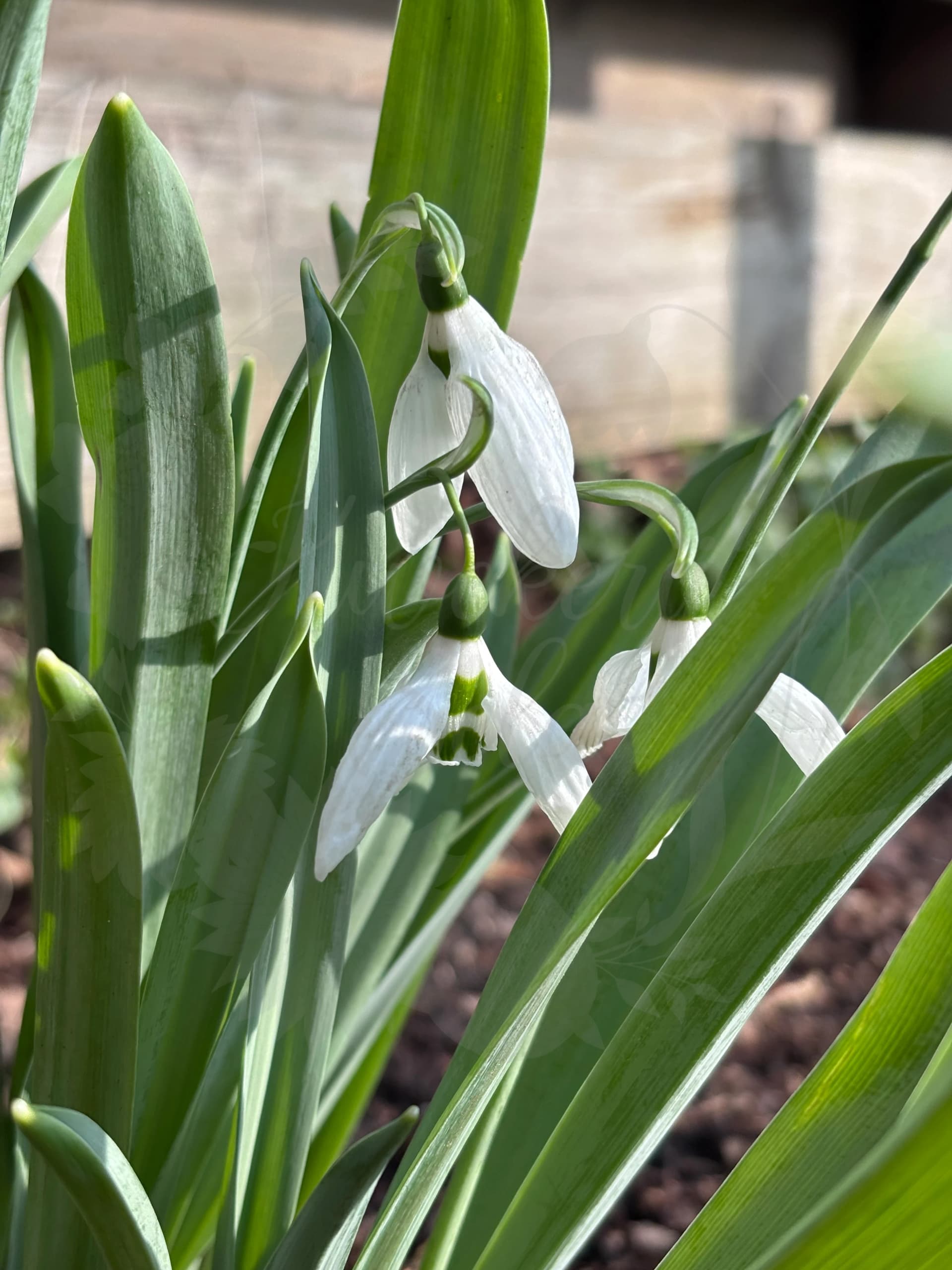 Galanthus "Horup"