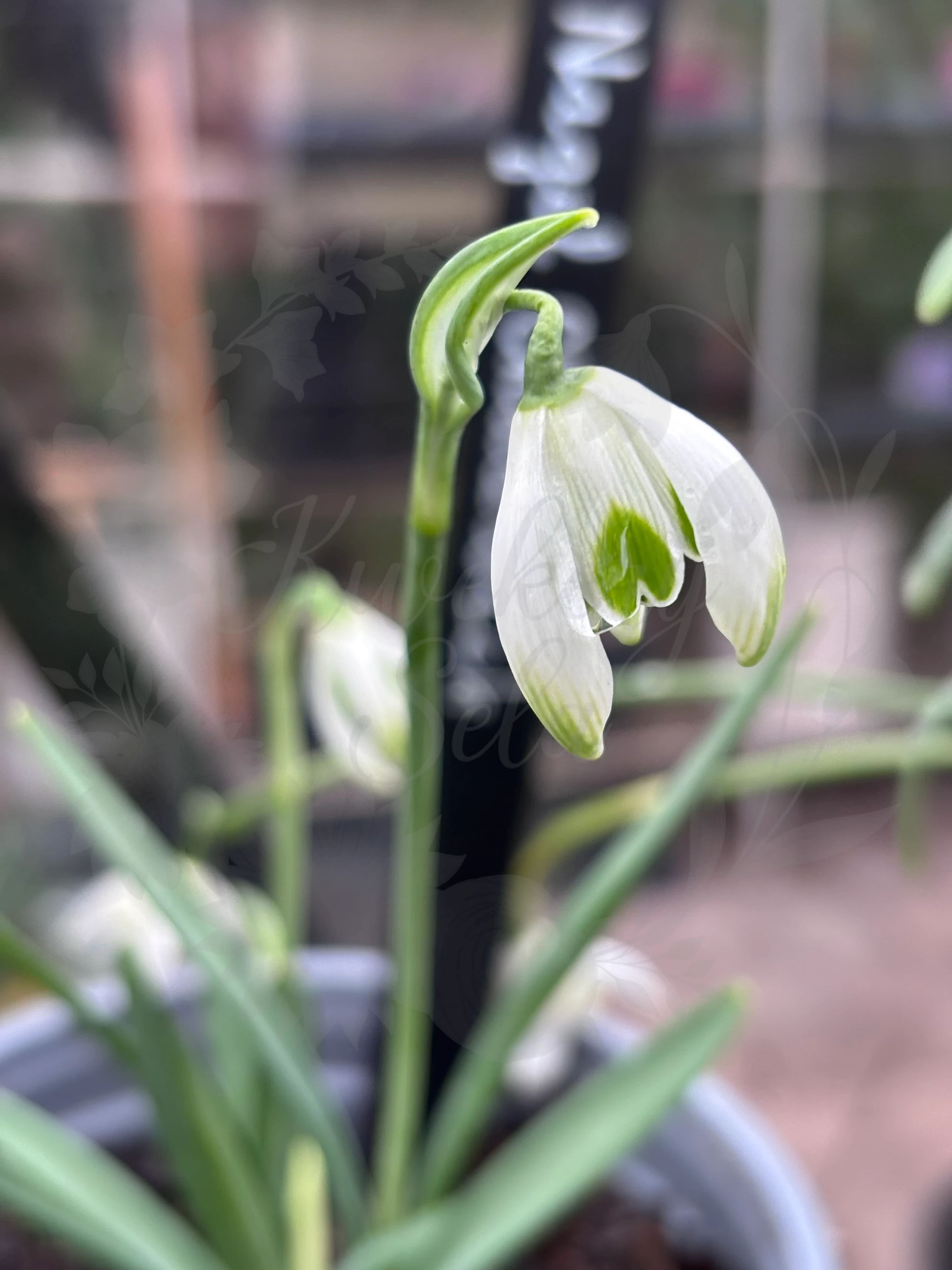 Galanthus "Nigel Chadwick"