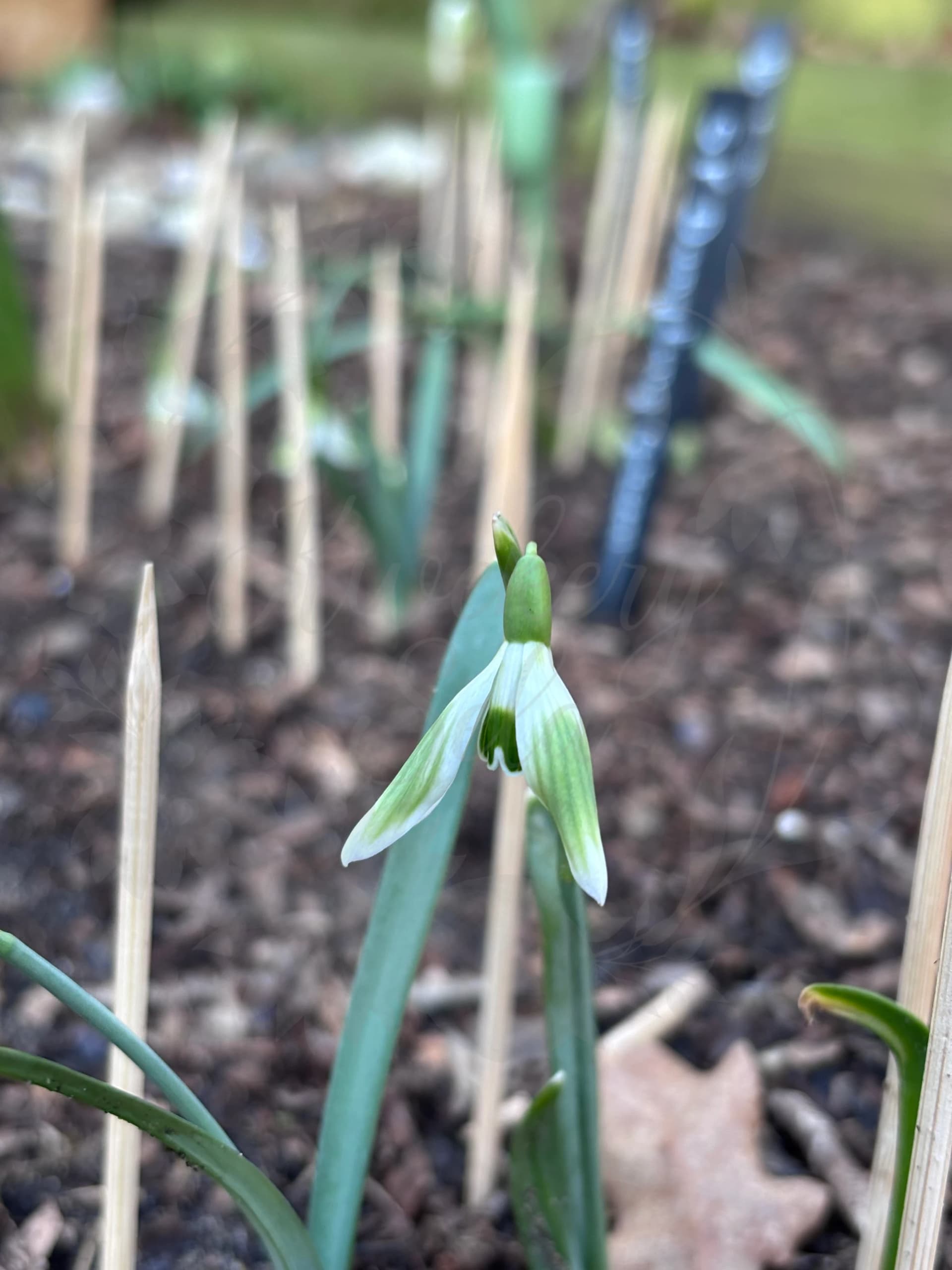 Galanthus "SF Green Petticoat"