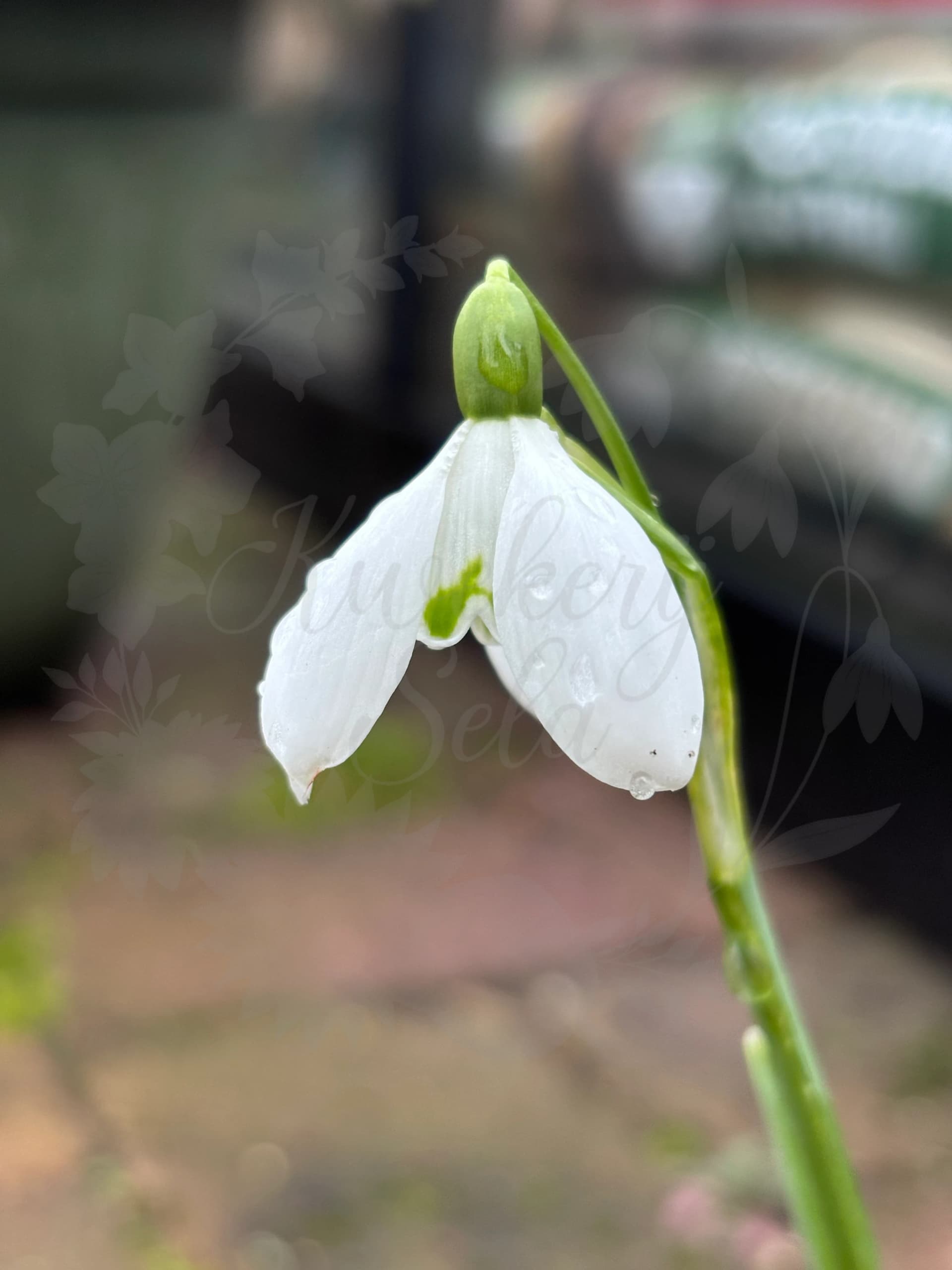 Galanthus "S. Arnott"