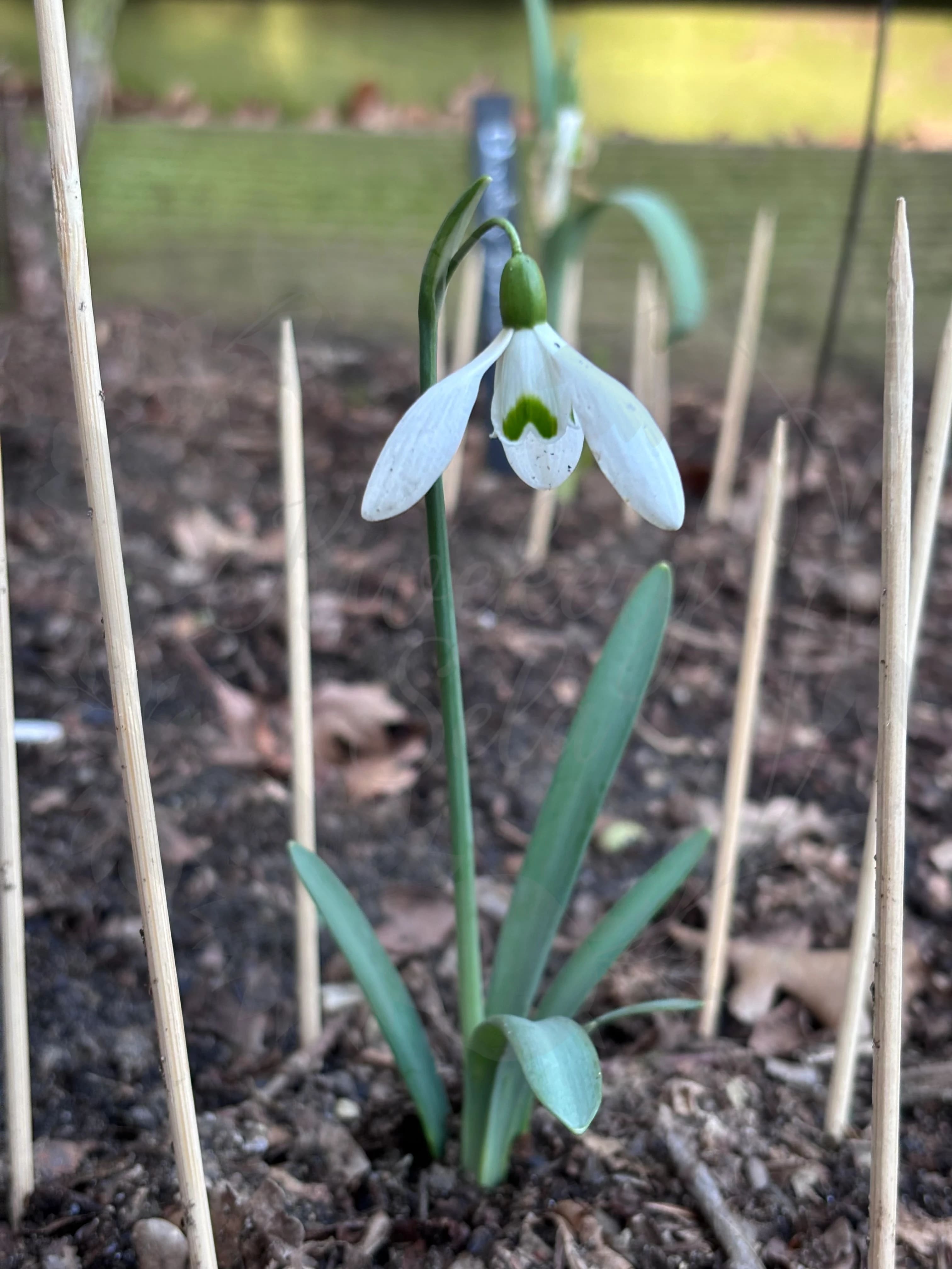 Galanthus "Tante Kathe"