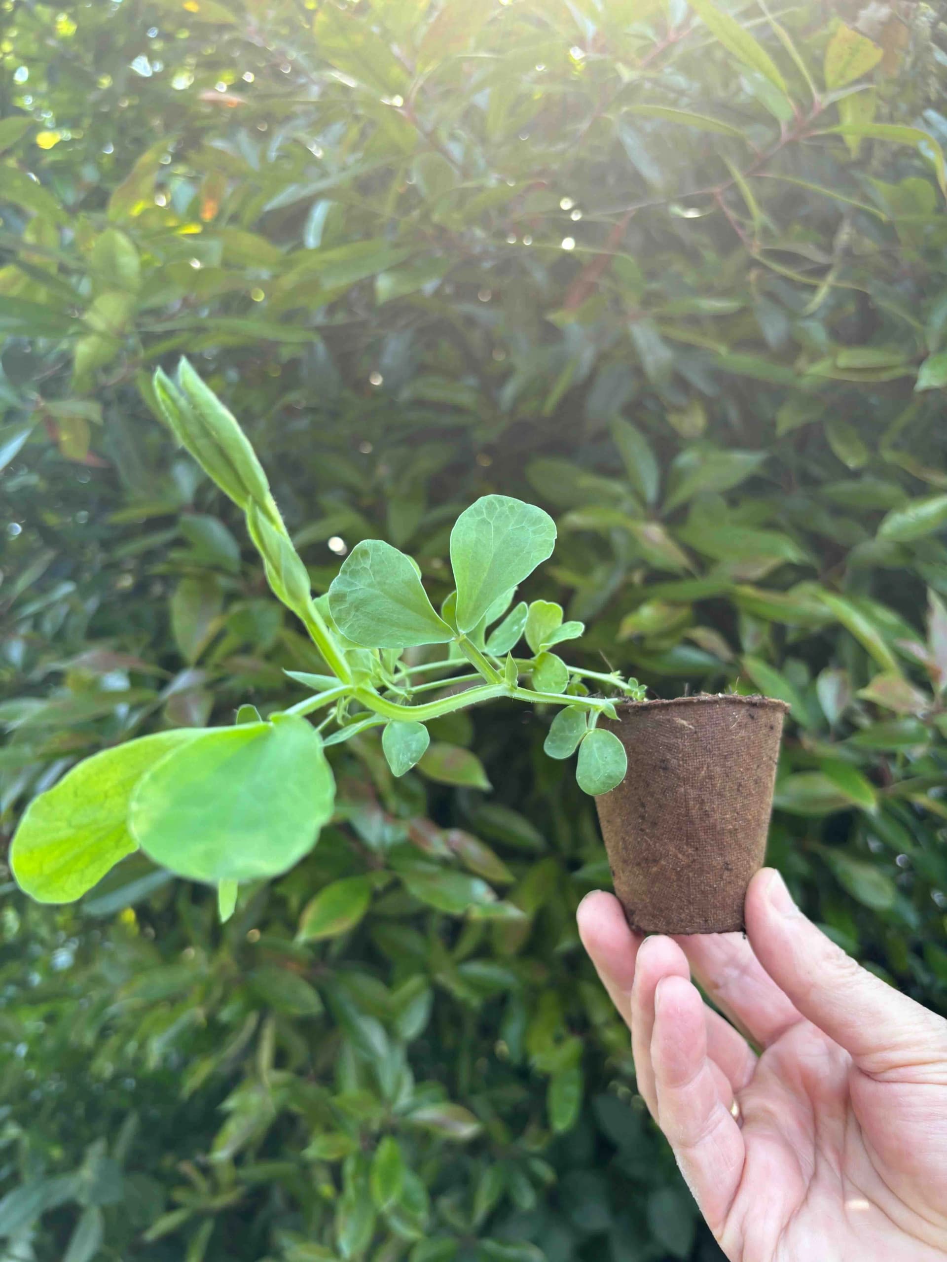Lathyrus "White Ensign"